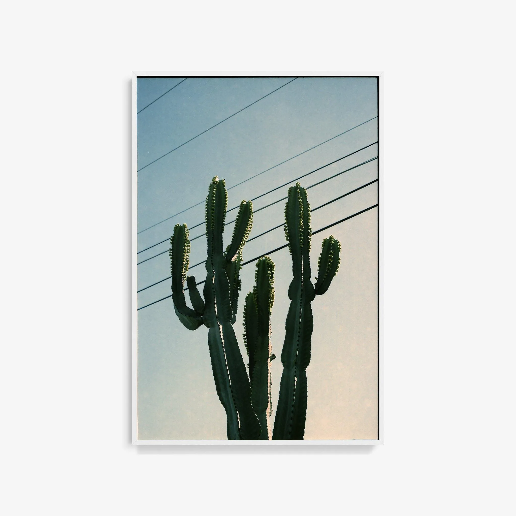 Baja Cactus
