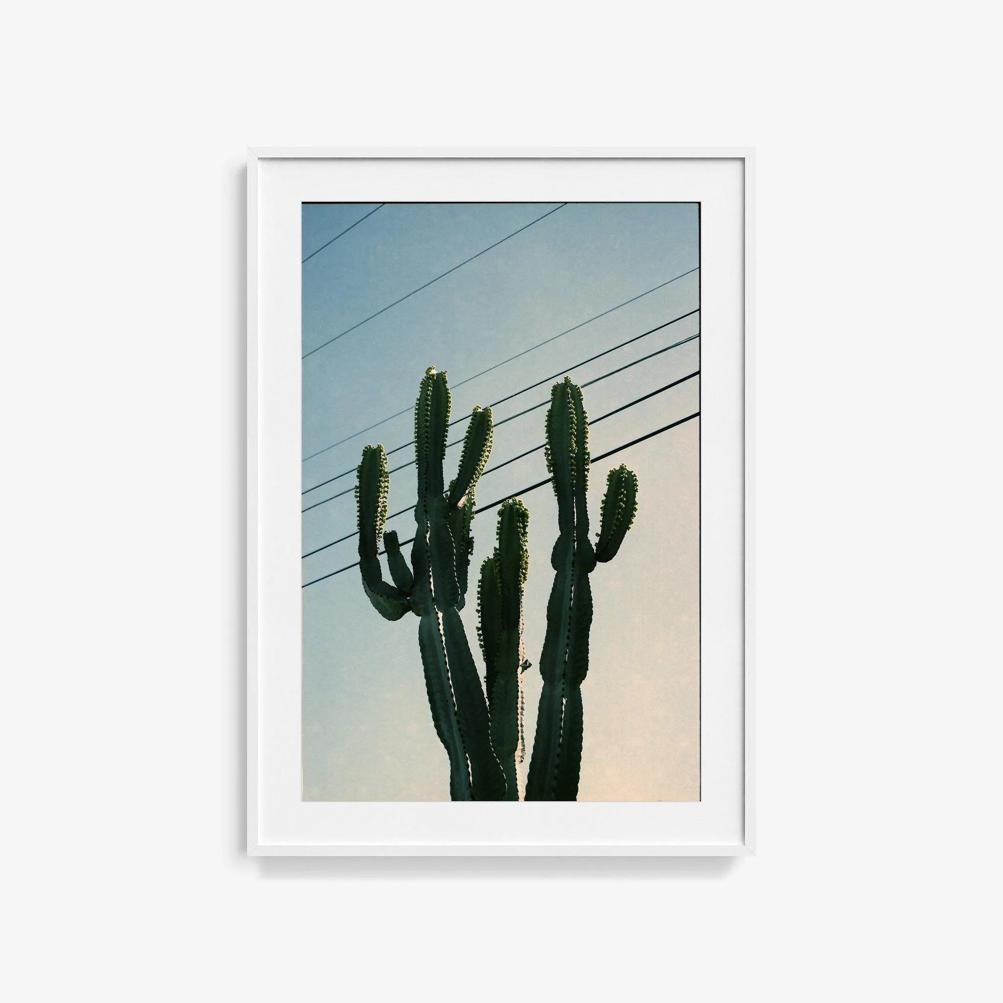 Baja Cactus