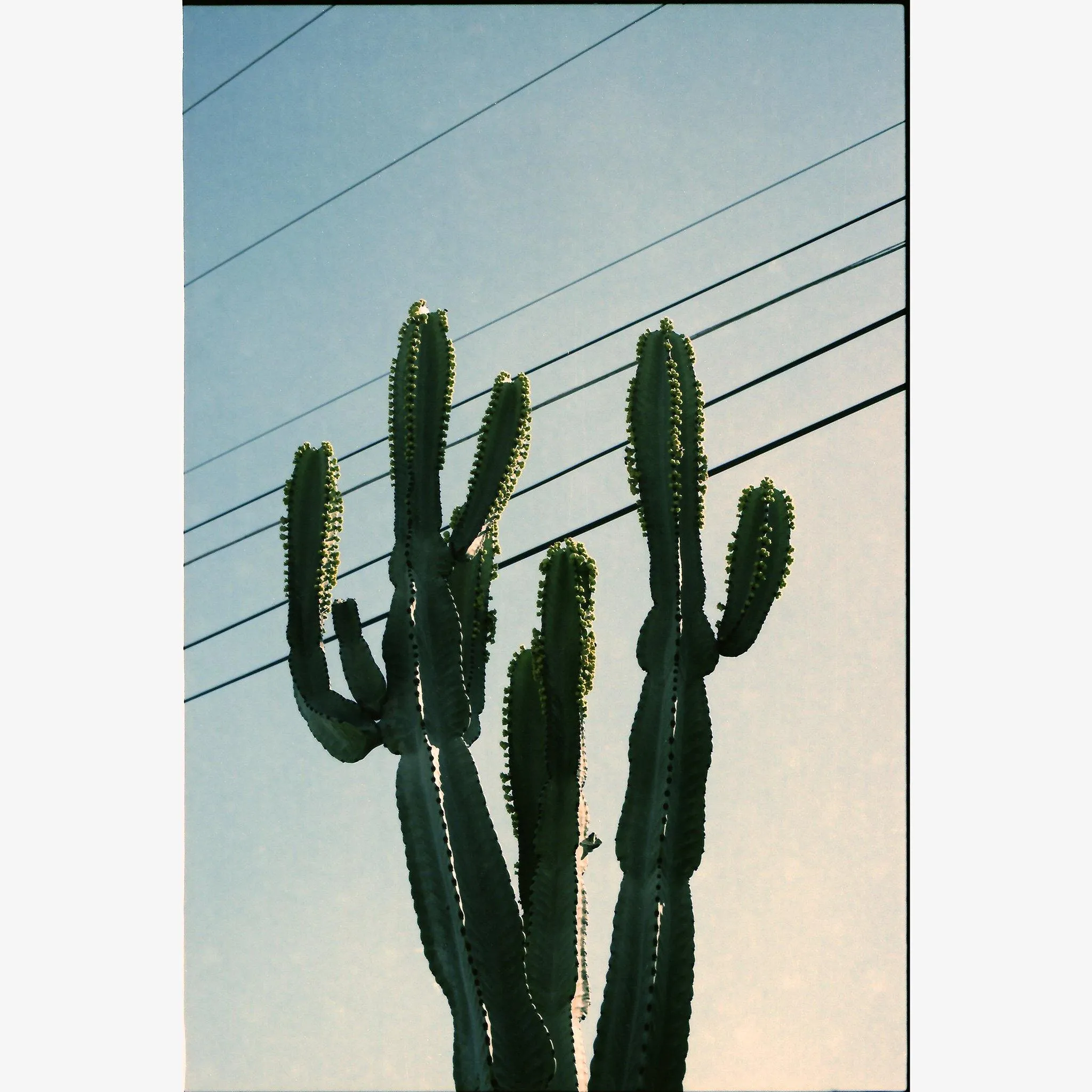 Baja Cactus