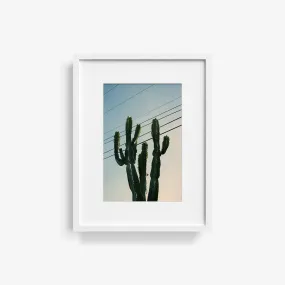 Baja Cactus