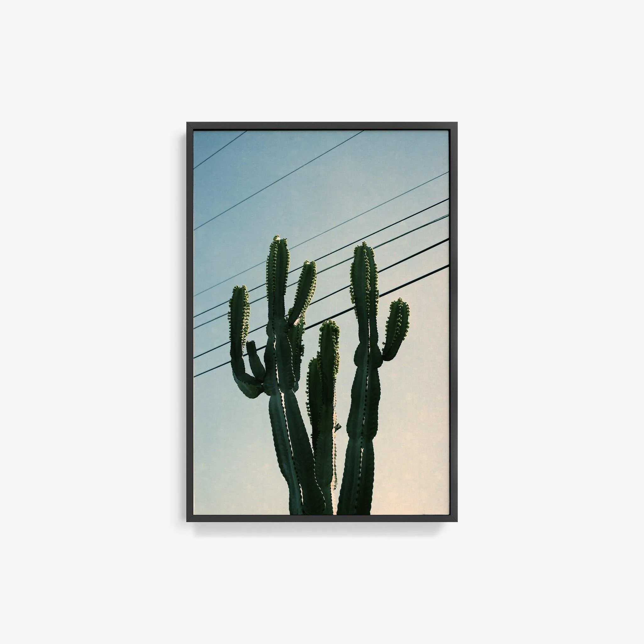 Baja Cactus