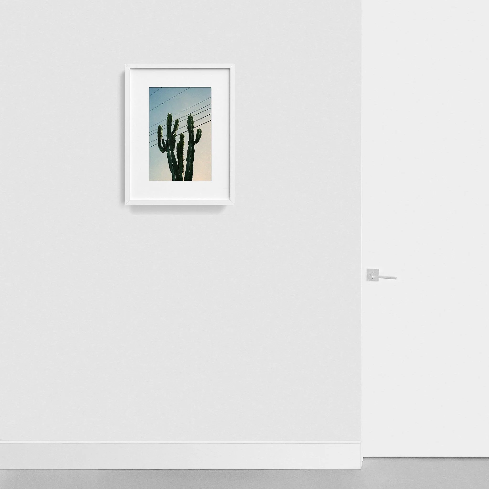 Baja Cactus