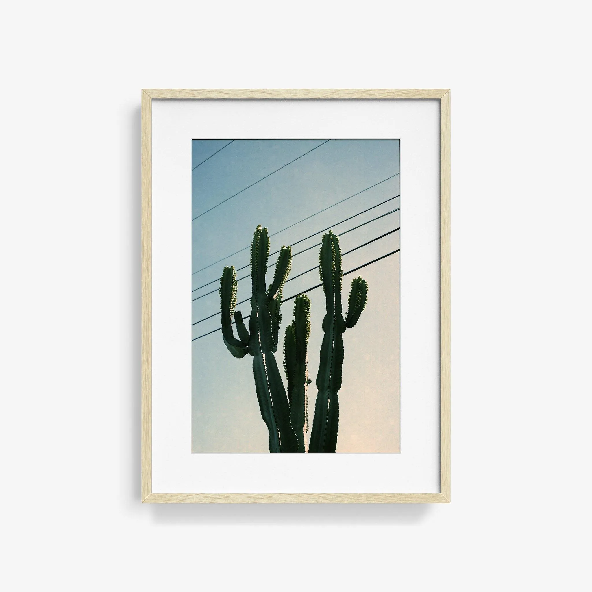 Baja Cactus