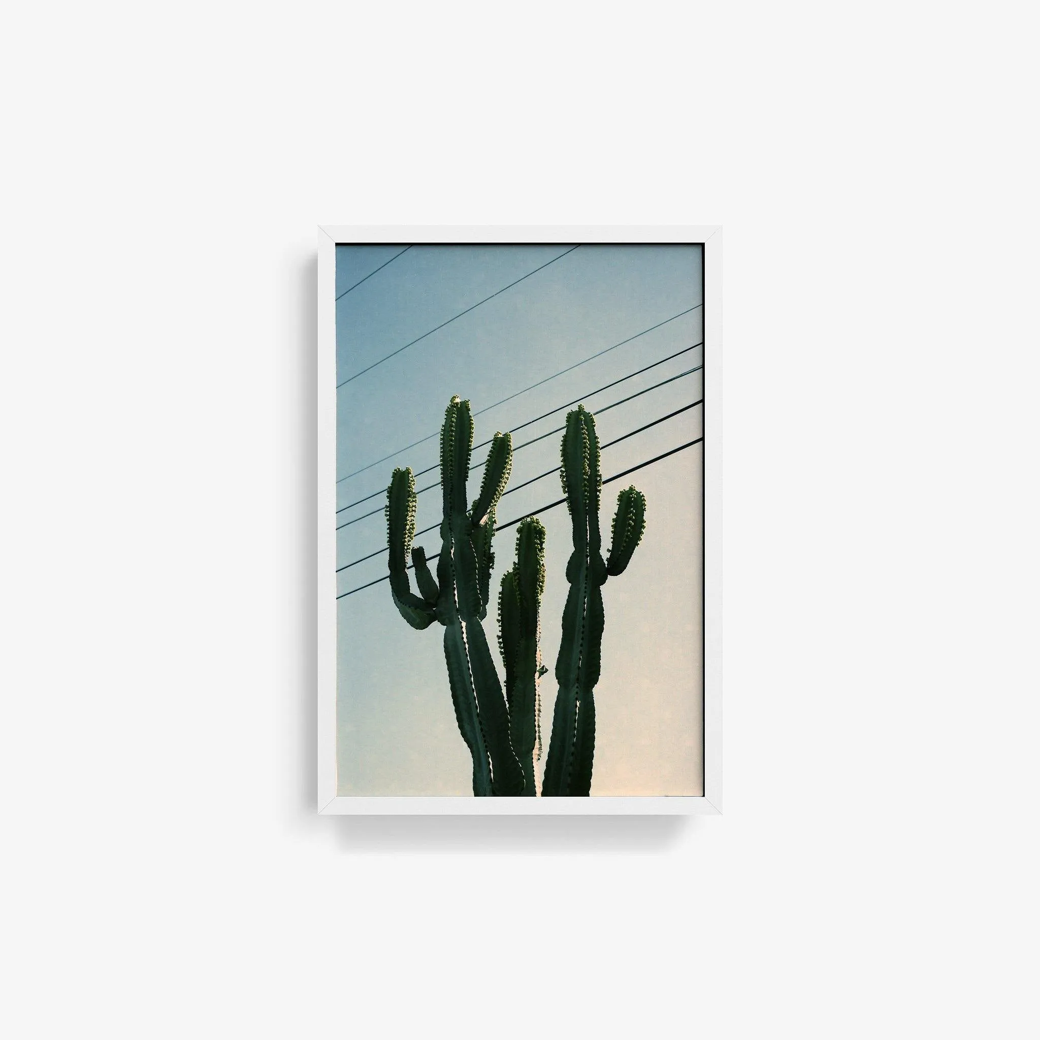 Baja Cactus