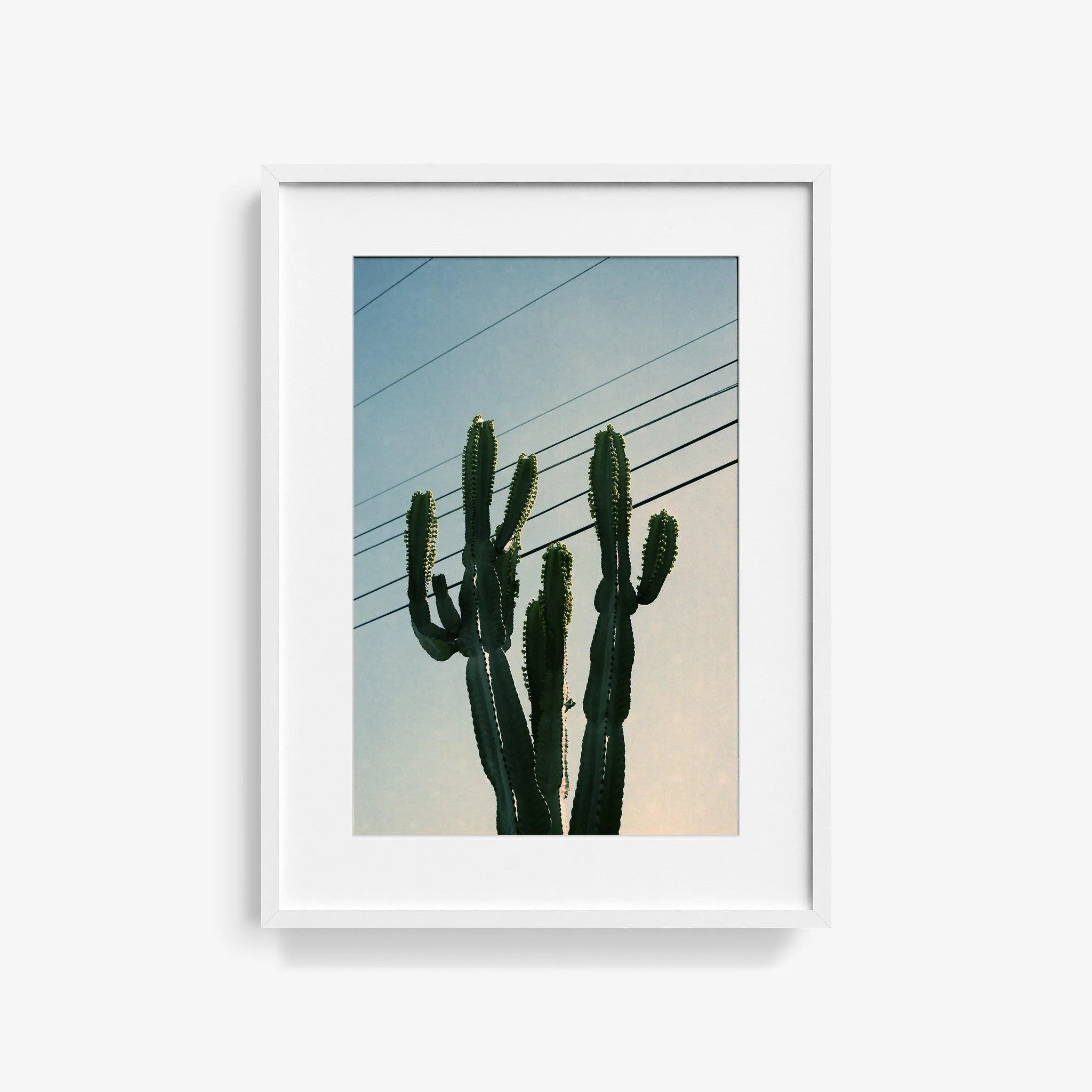 Baja Cactus