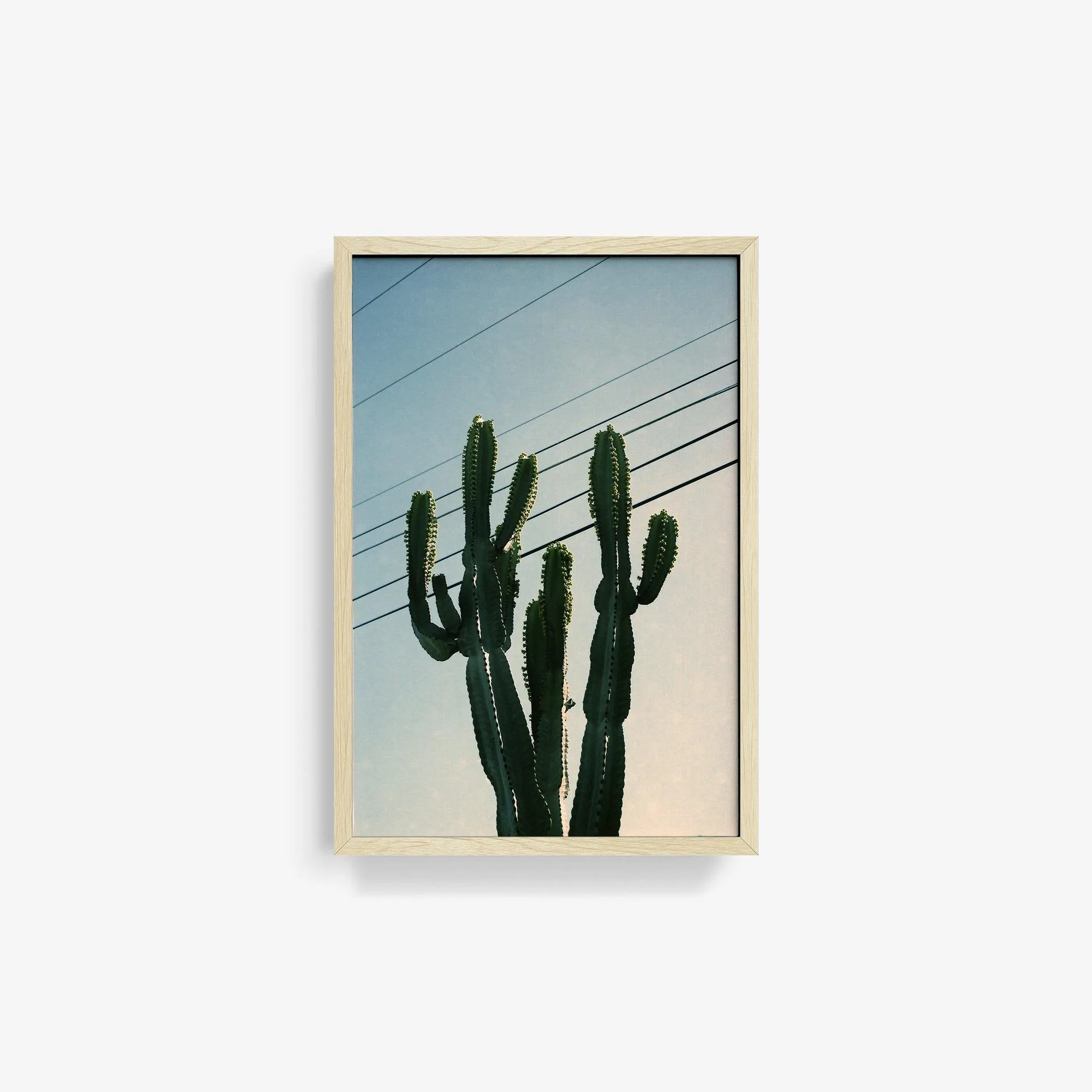 Baja Cactus