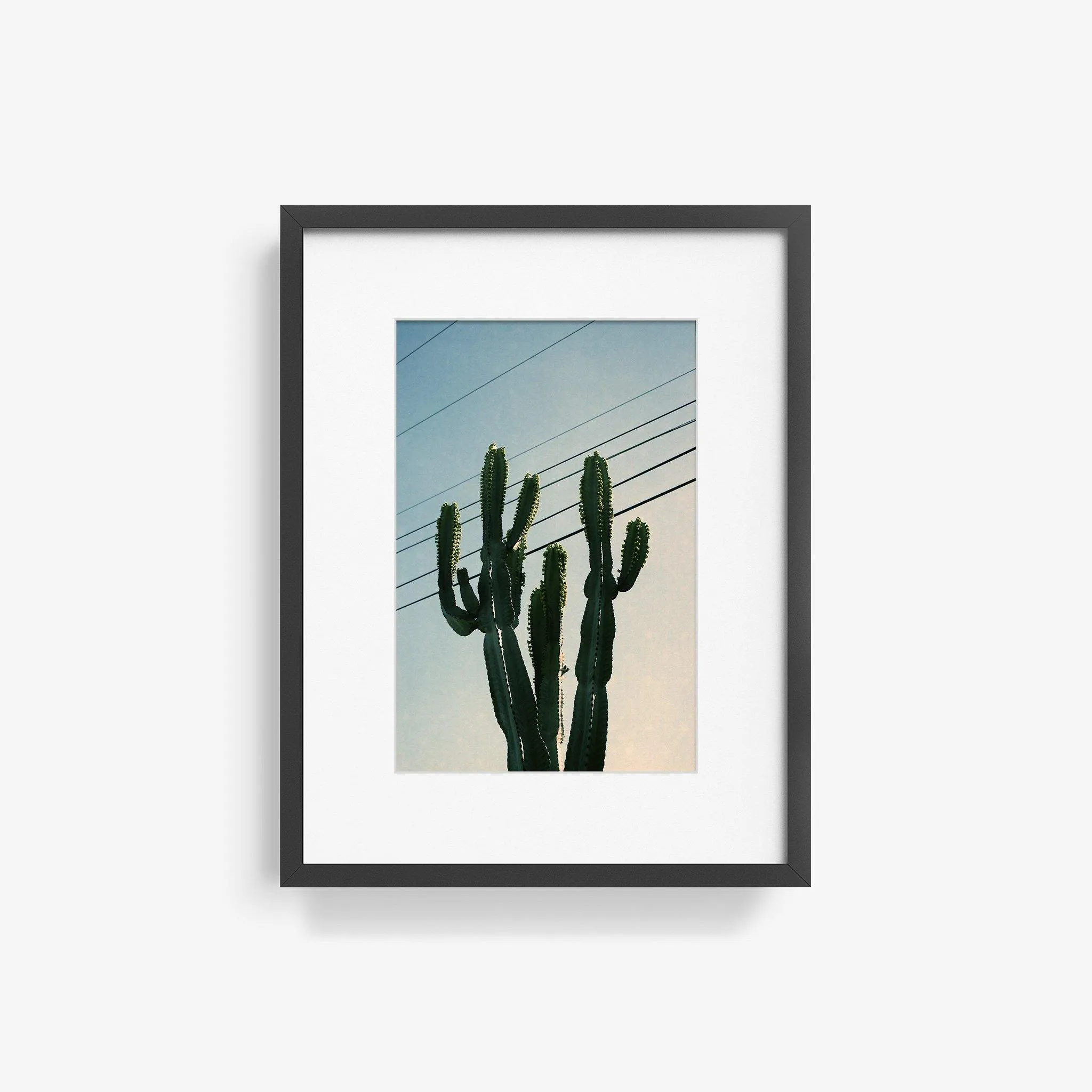 Baja Cactus
