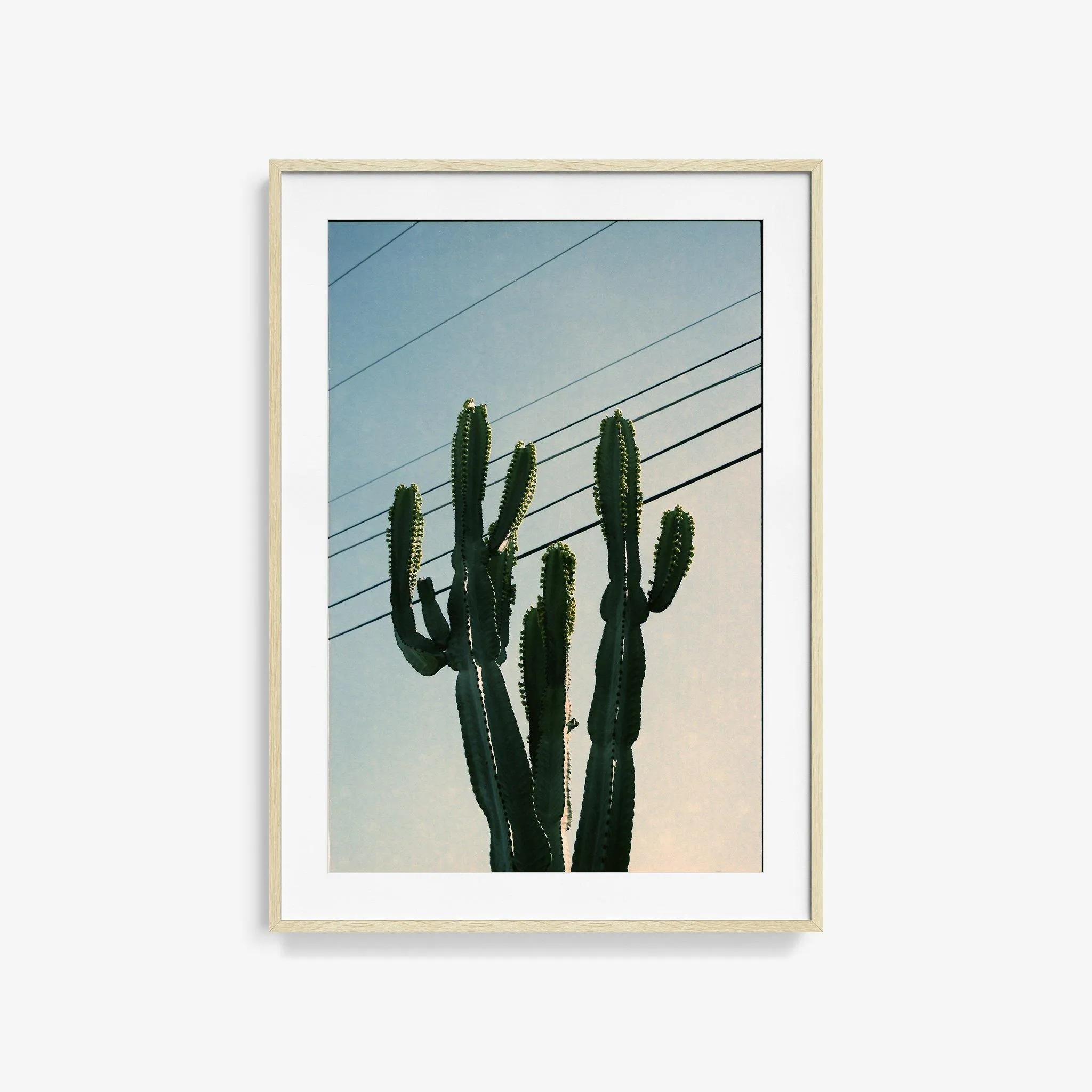 Baja Cactus