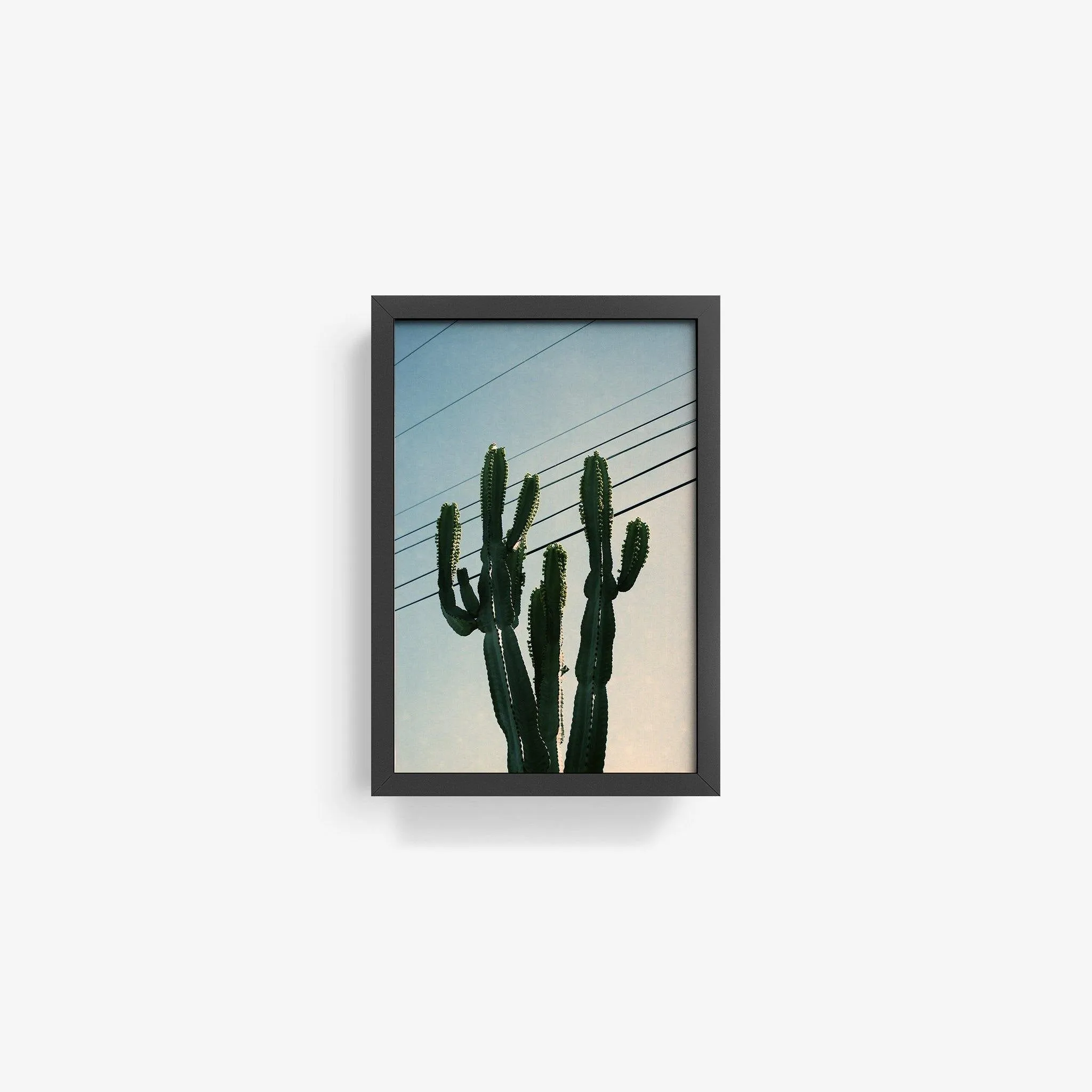Baja Cactus