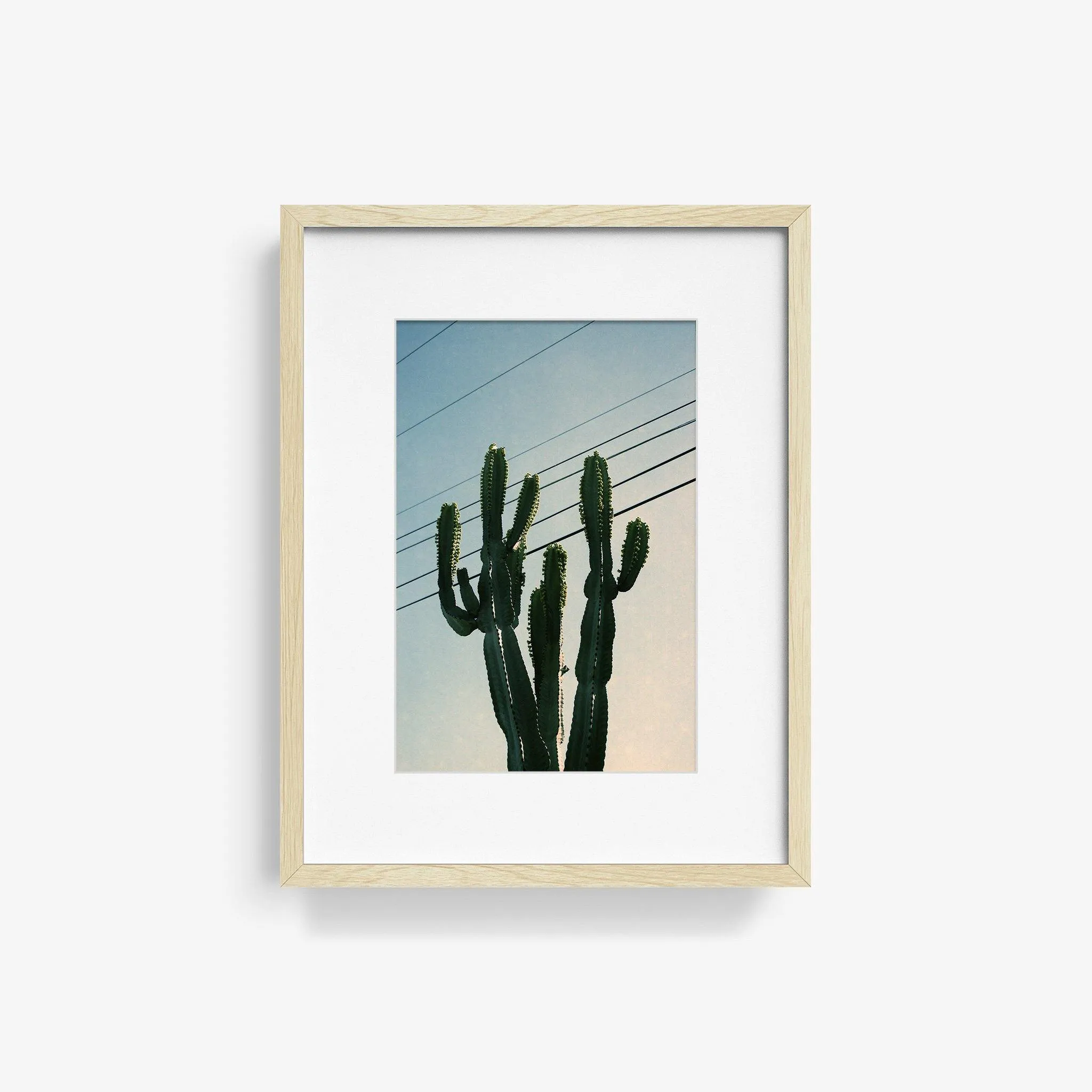 Baja Cactus