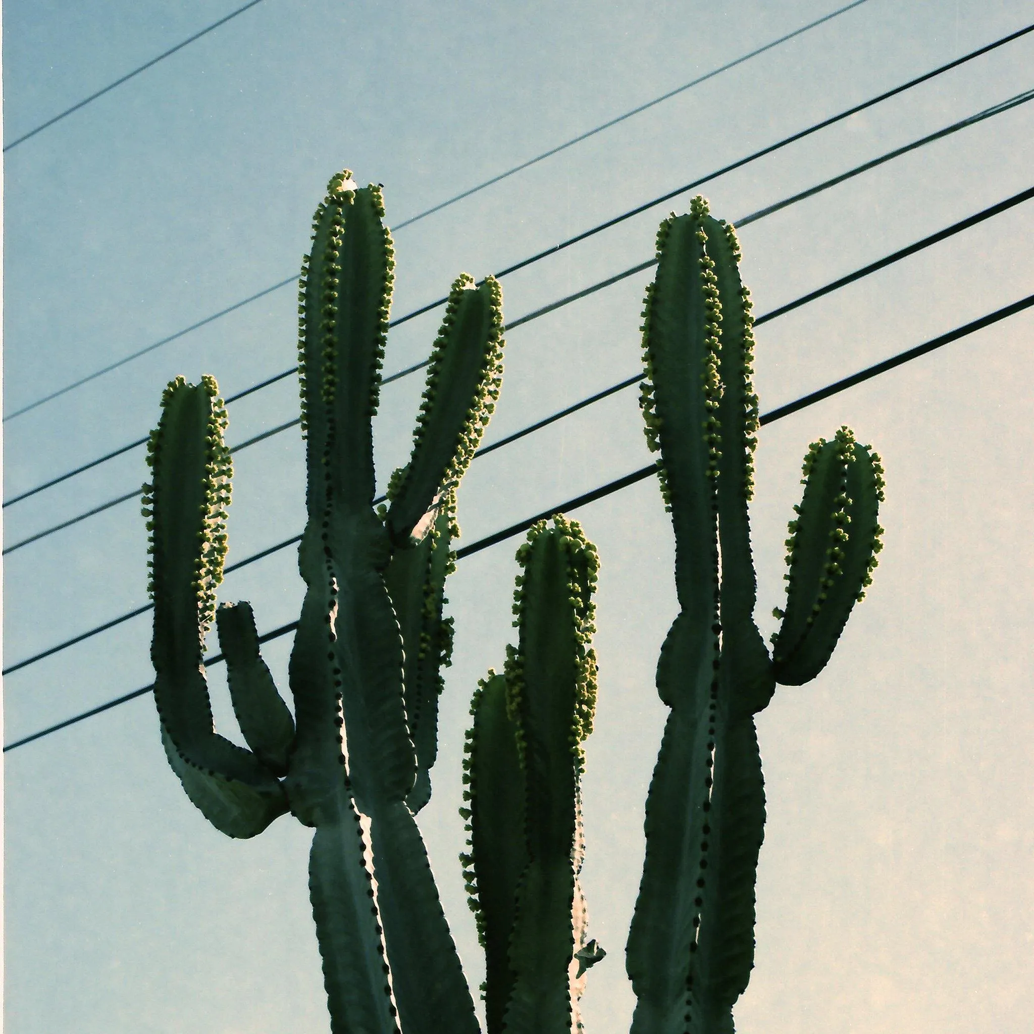 Baja Cactus