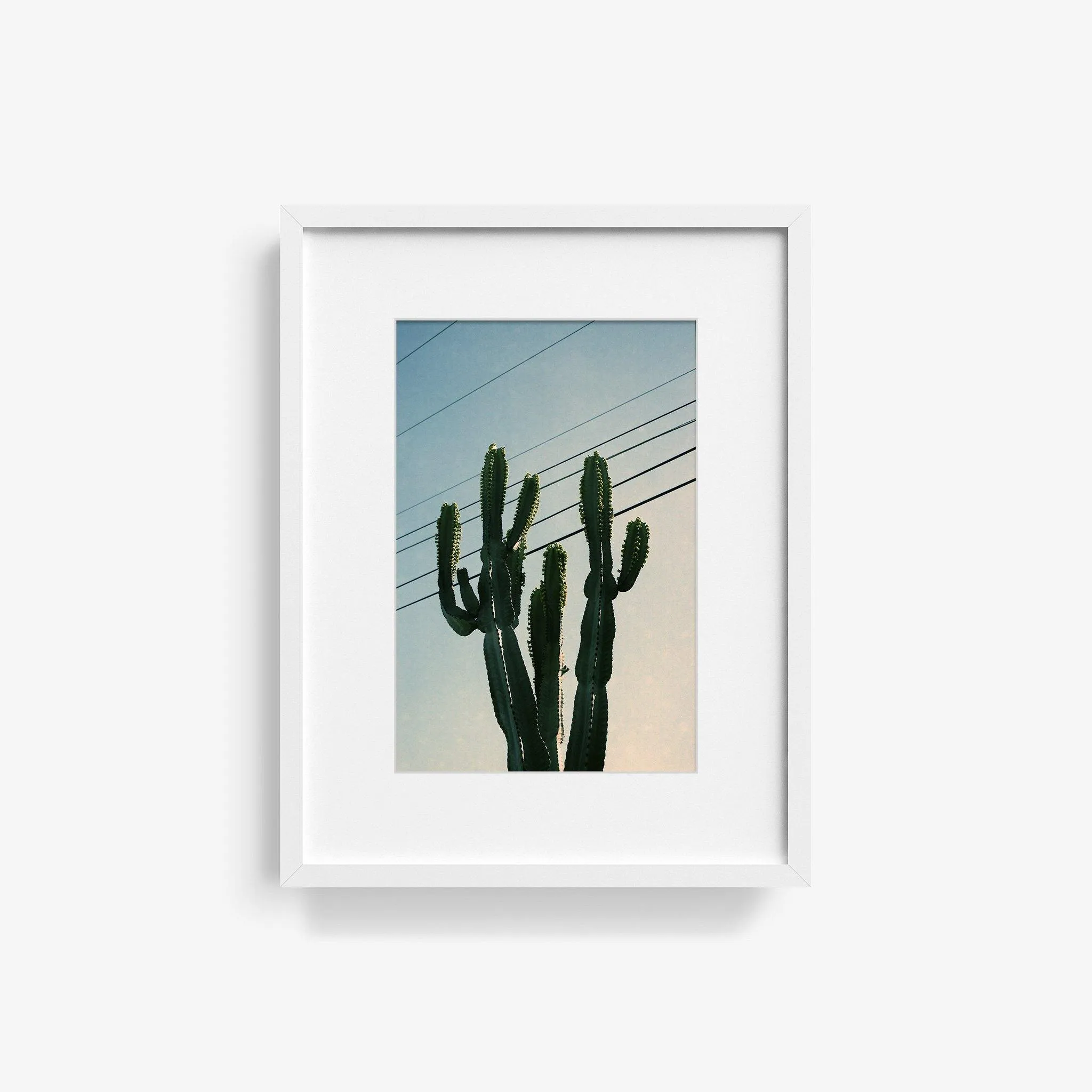 Baja Cactus