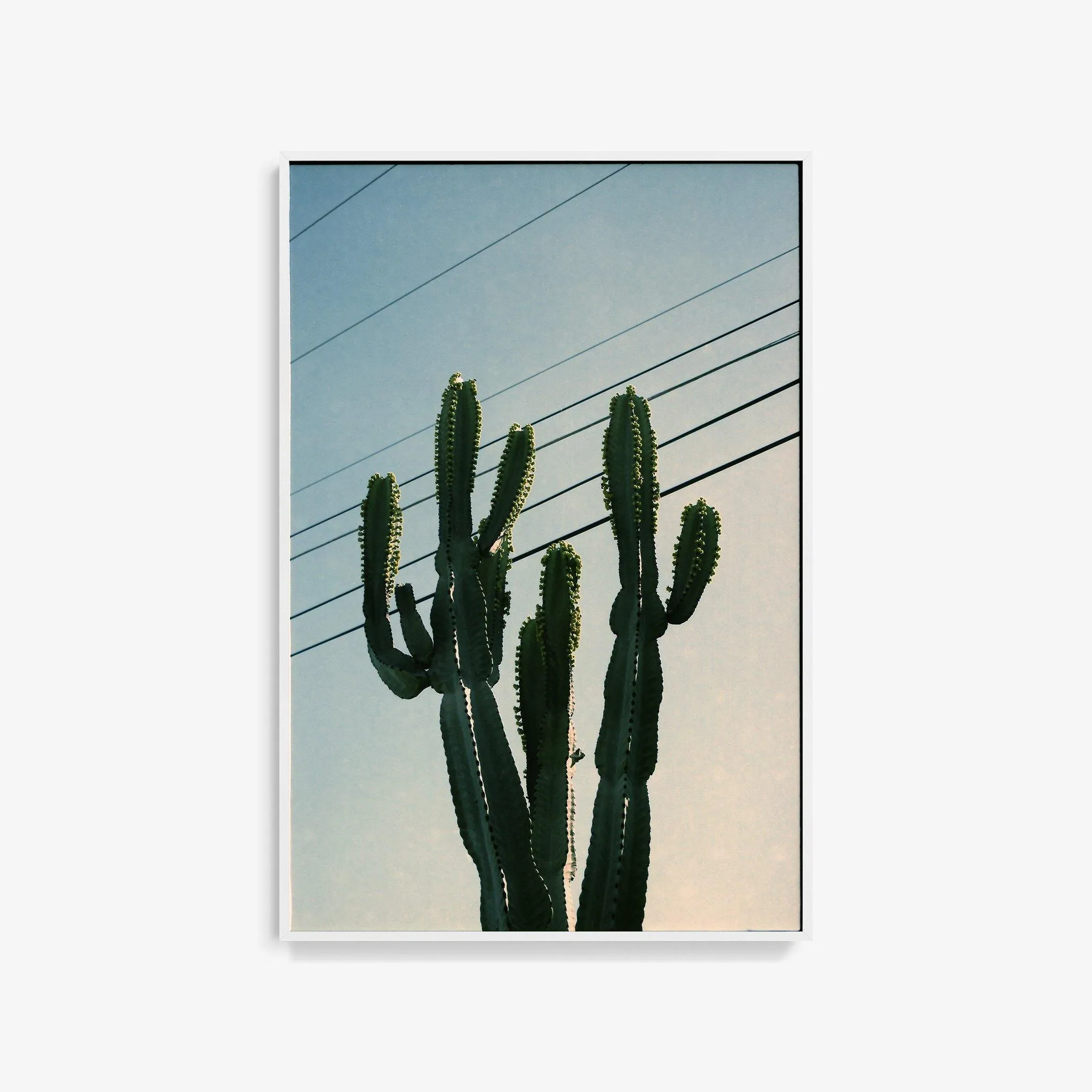 Baja Cactus
