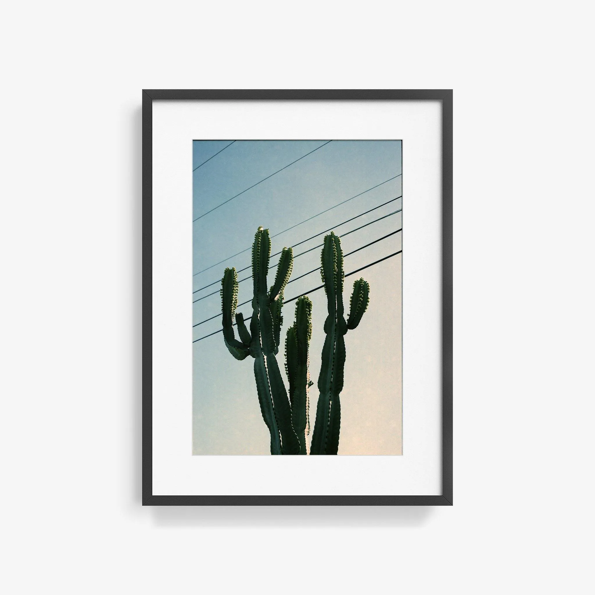 Baja Cactus