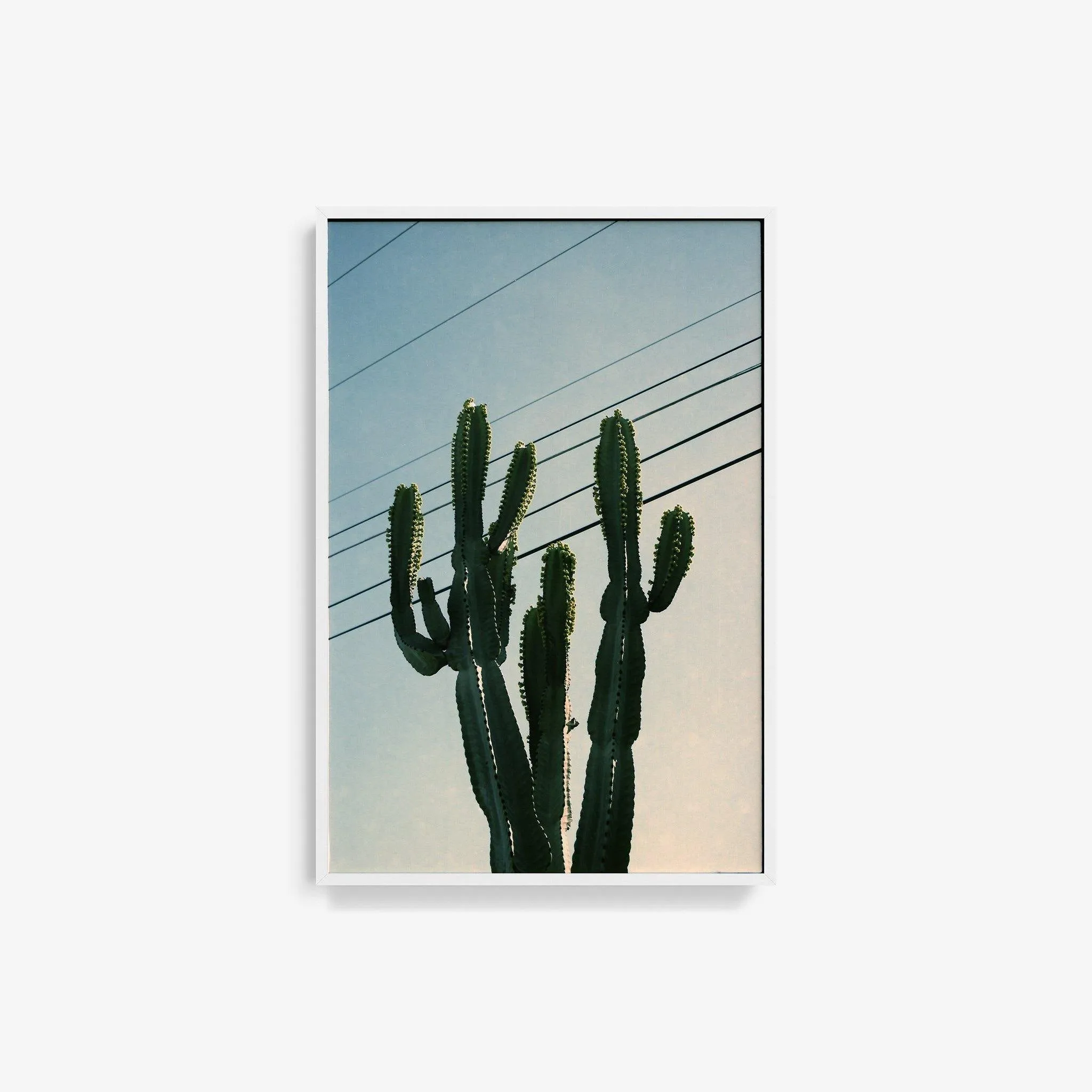 Baja Cactus