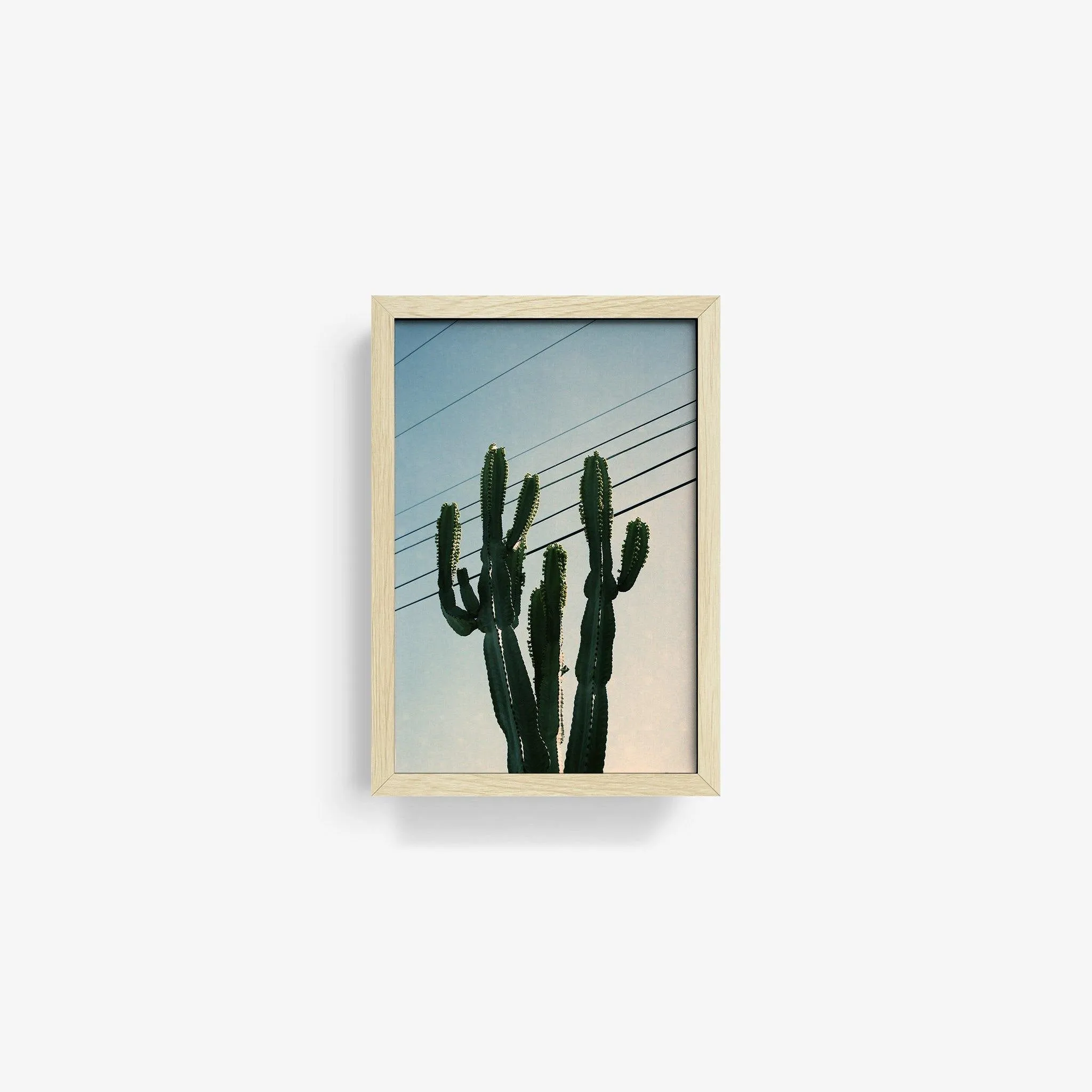 Baja Cactus