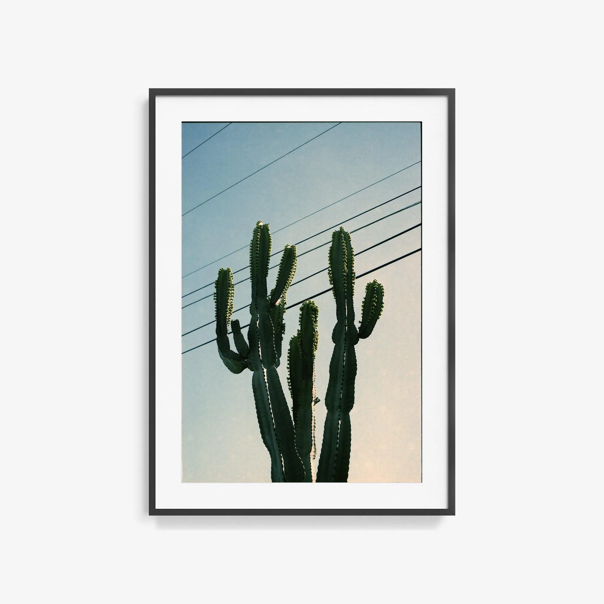 Baja Cactus