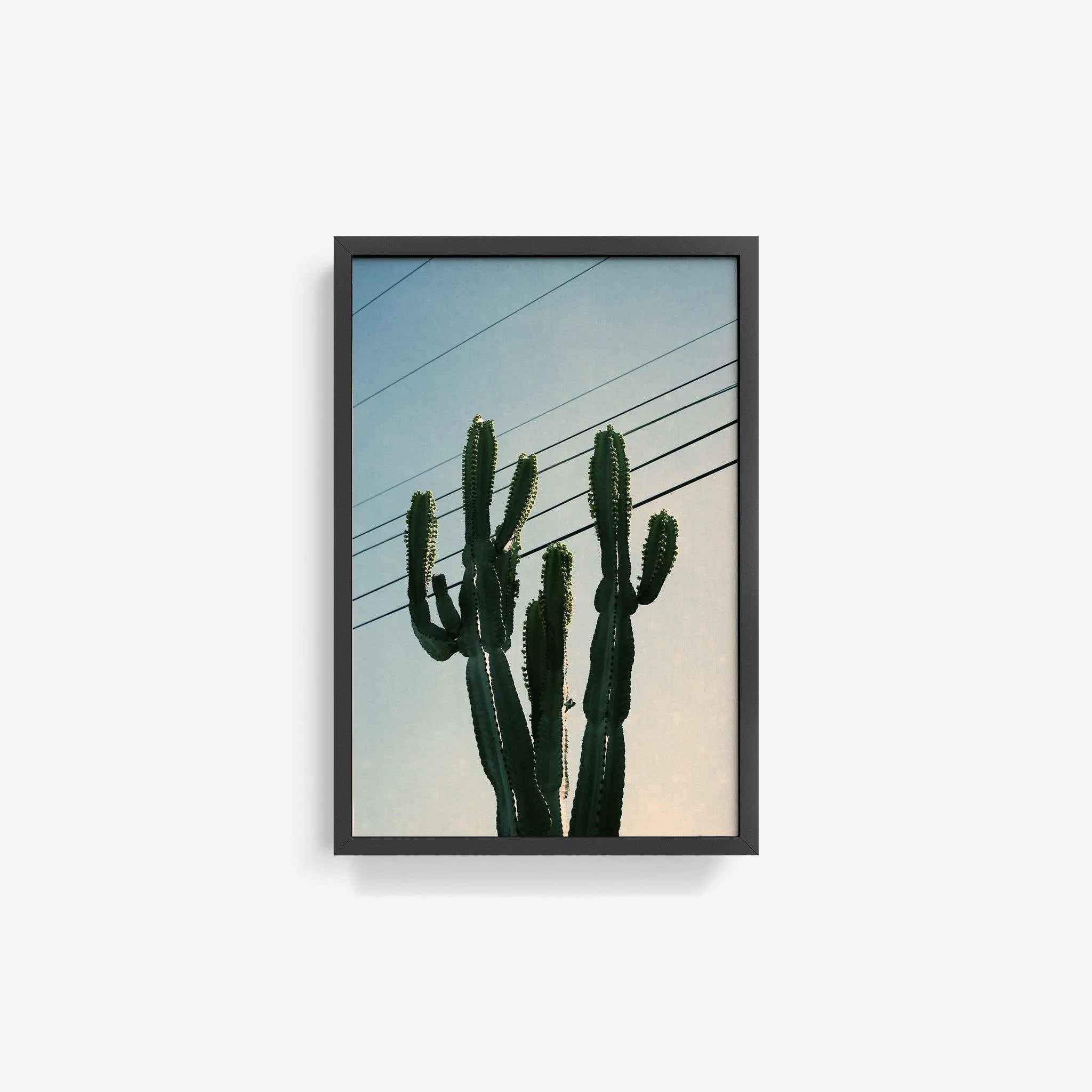 Baja Cactus