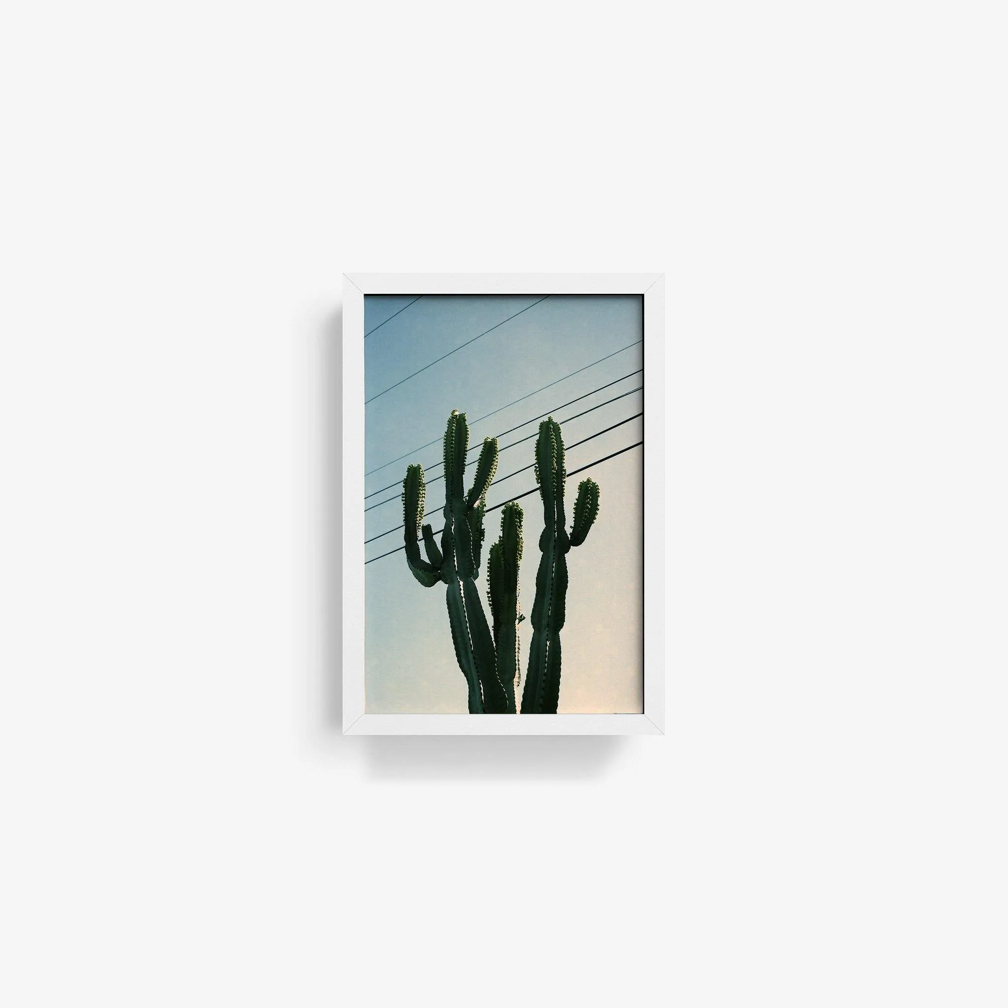 Baja Cactus