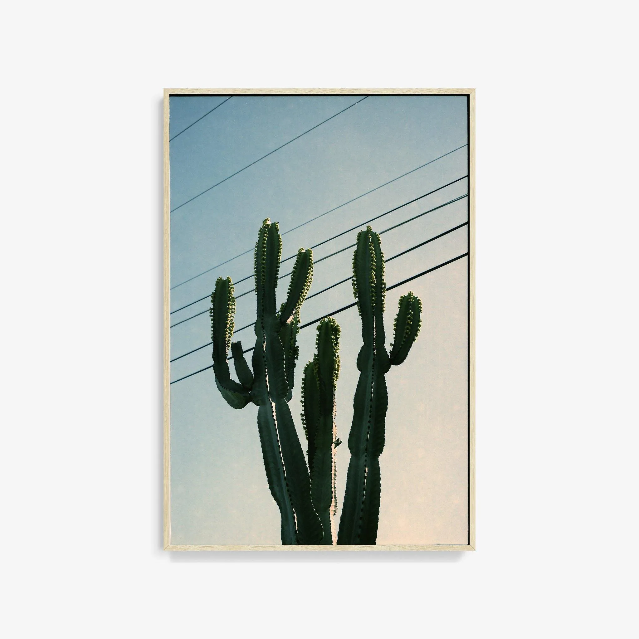 Baja Cactus