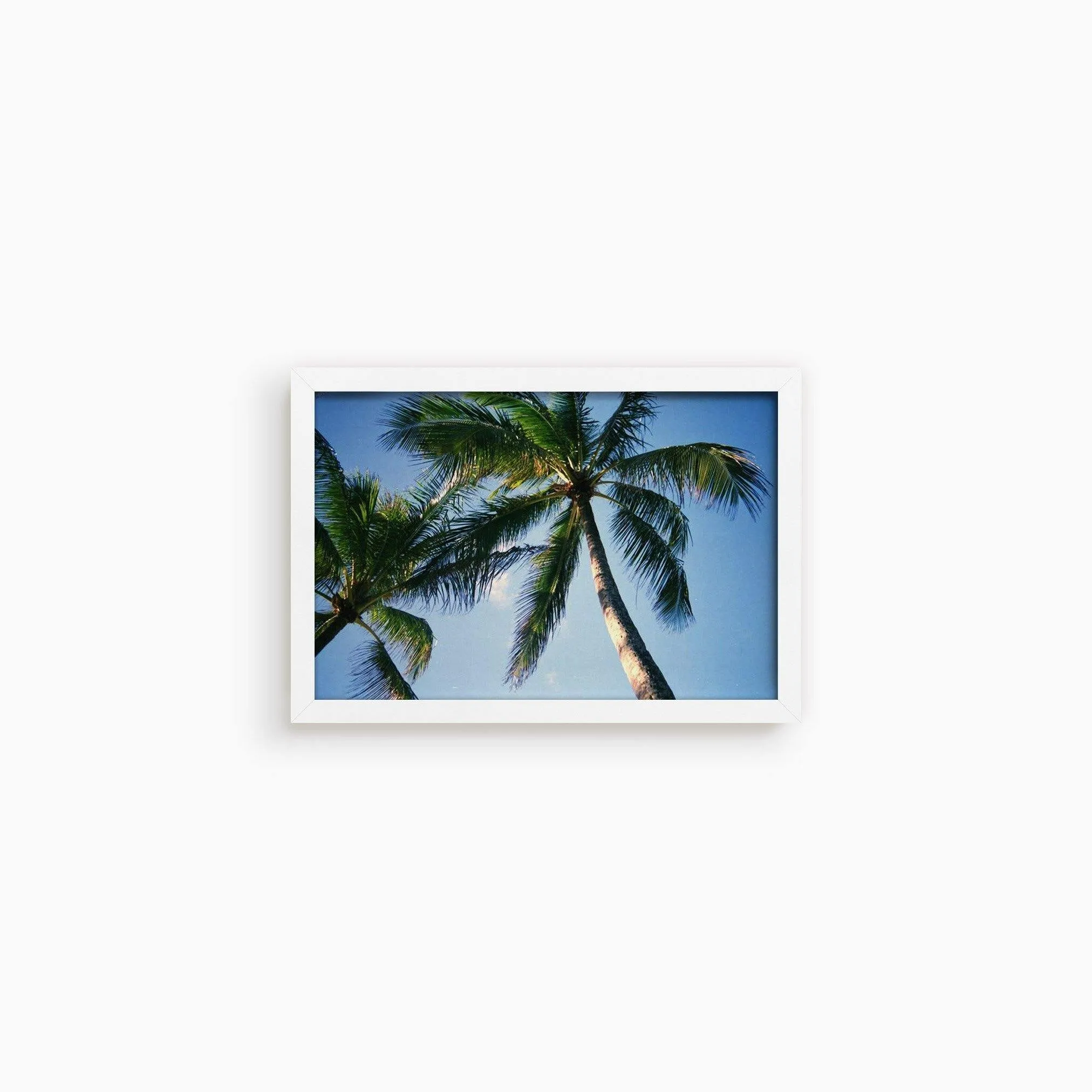 Blue Palm