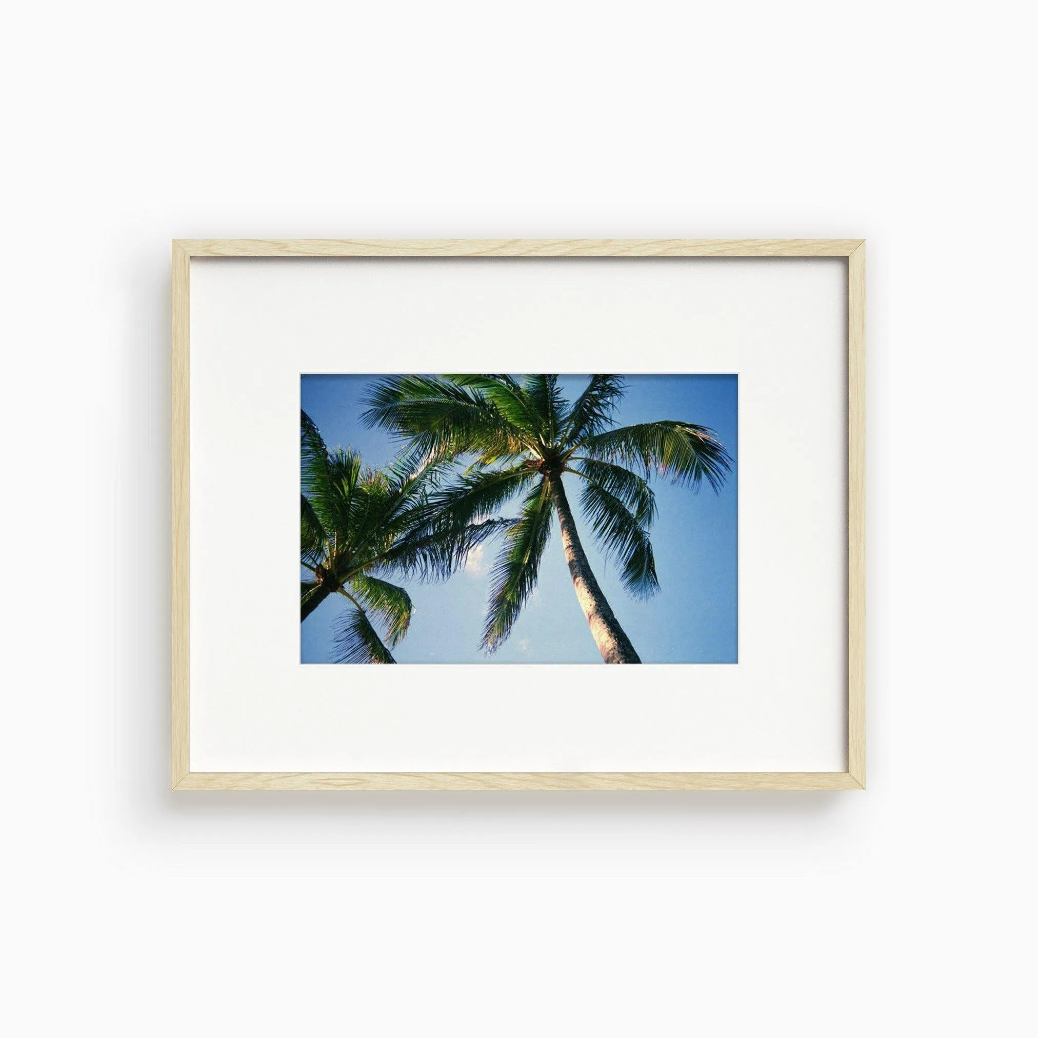 Blue Palm