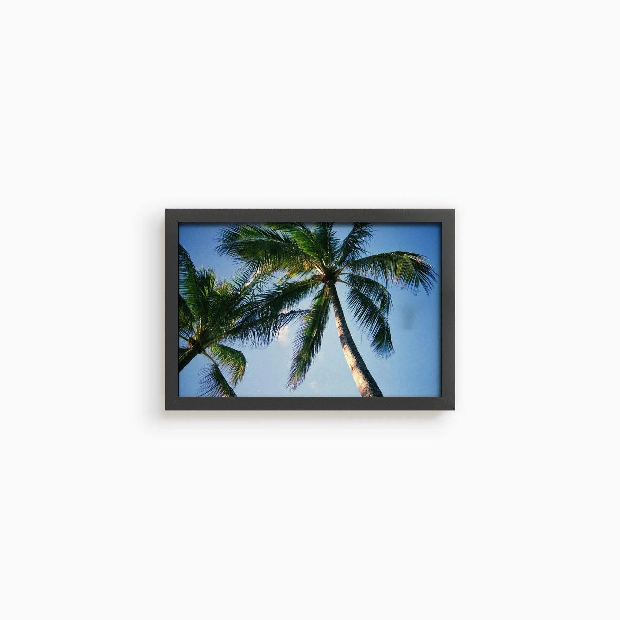 Blue Palm