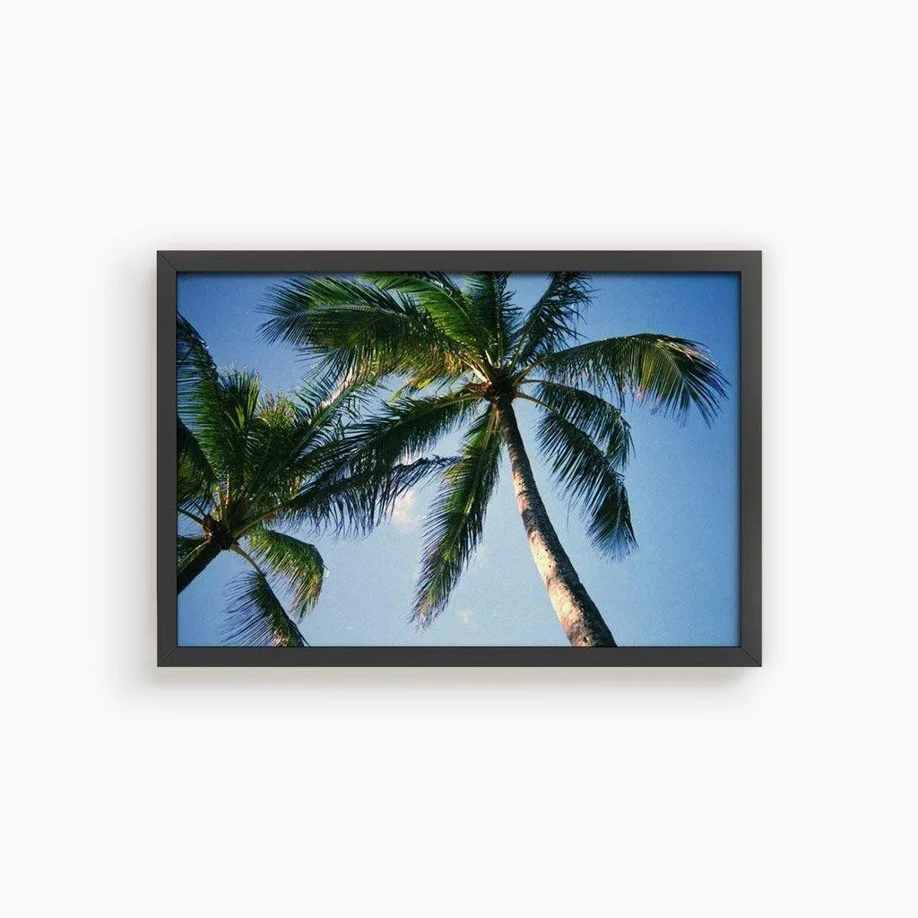 Blue Palm