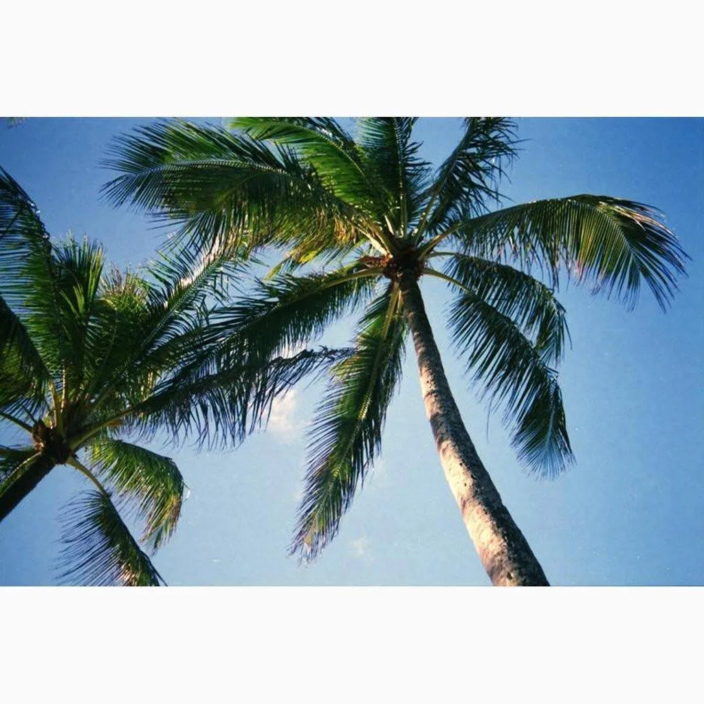 Blue Palm