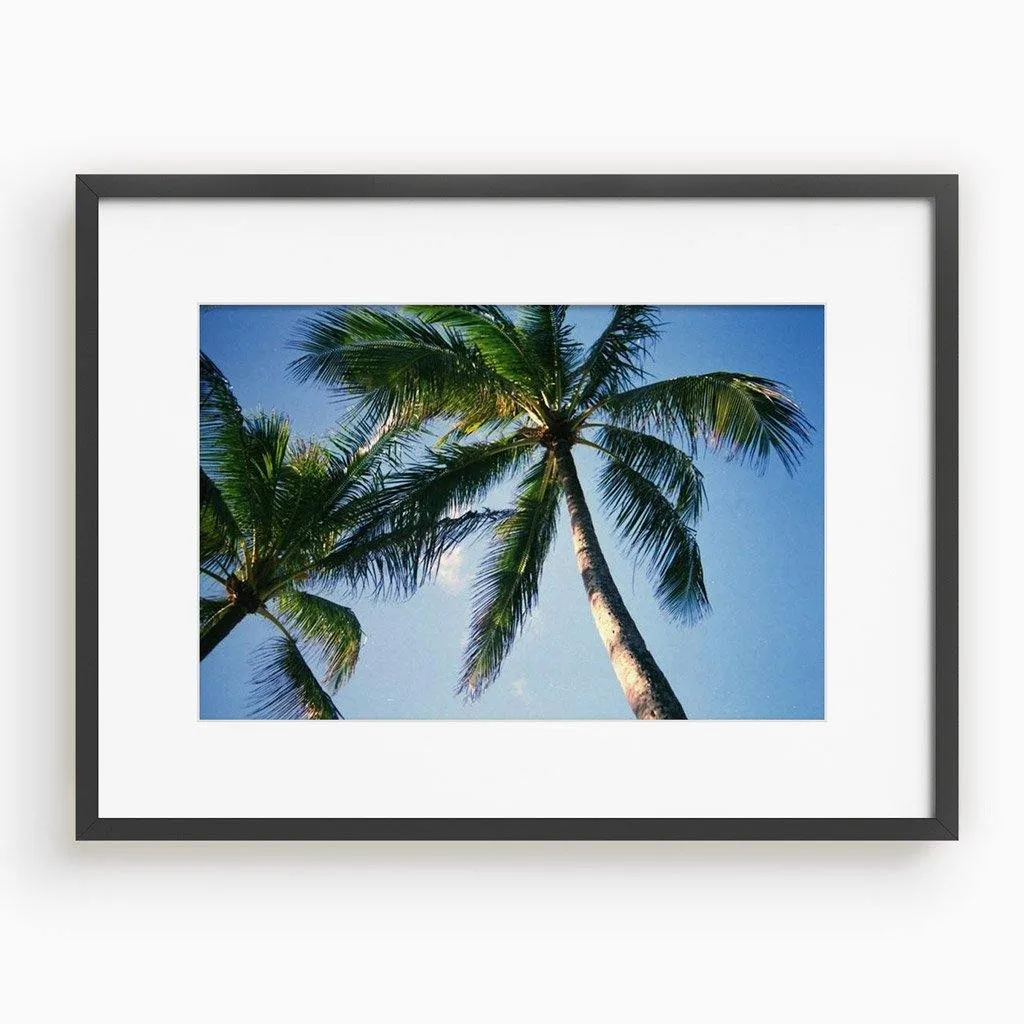 Blue Palm