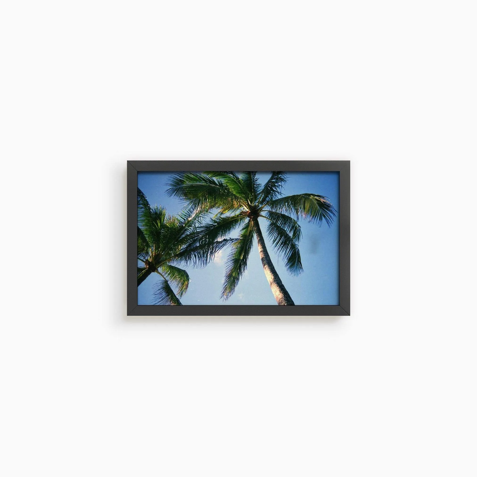 Blue Palm