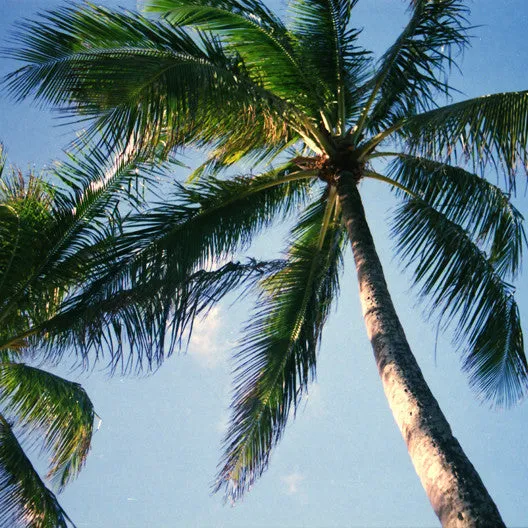 Blue Palm