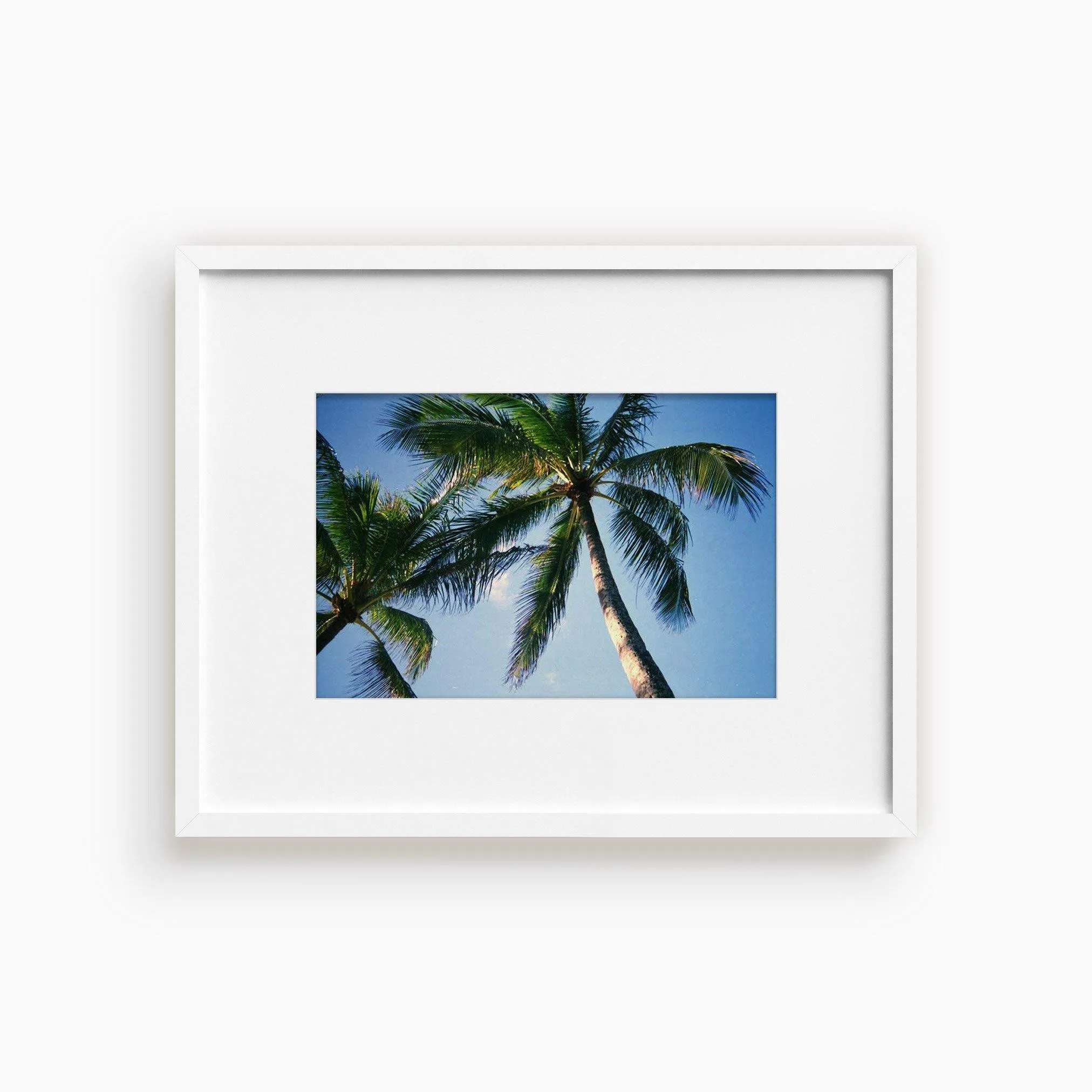 Blue Palm