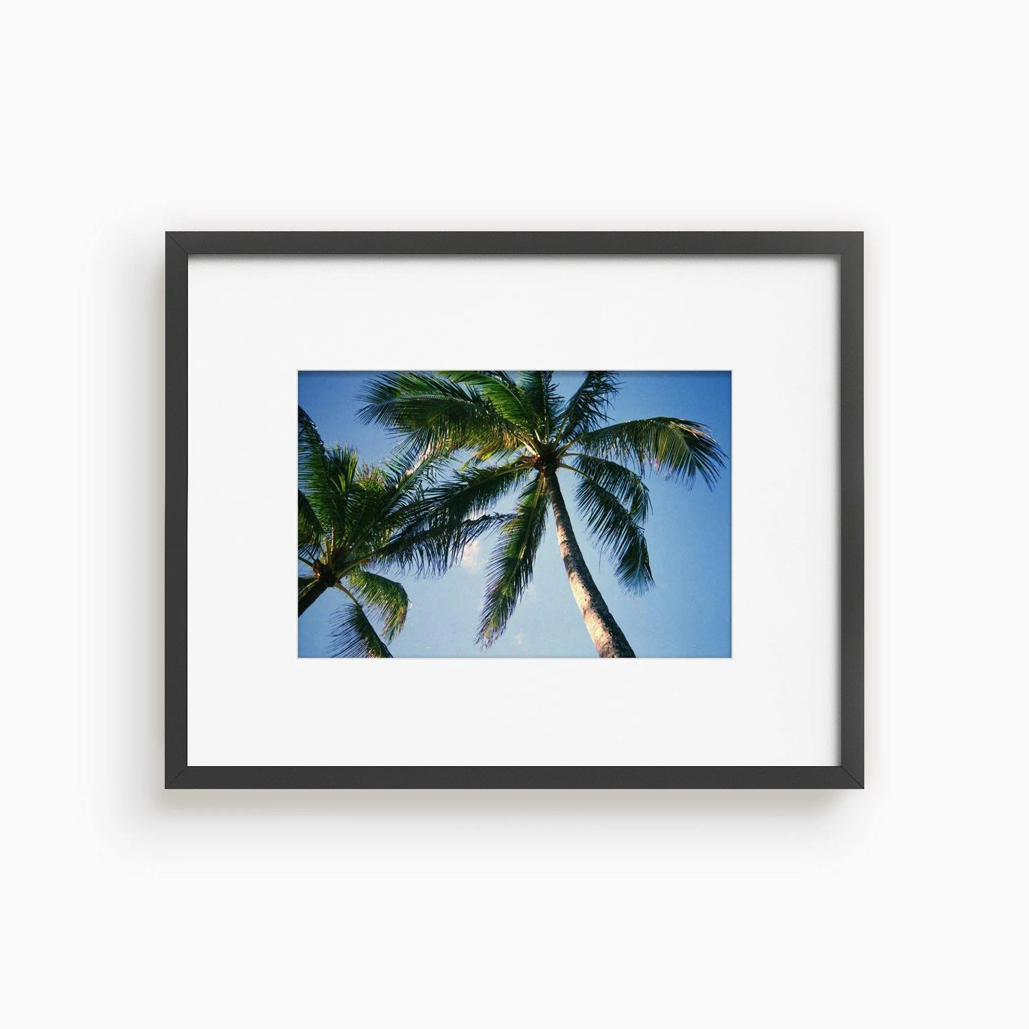 Blue Palm