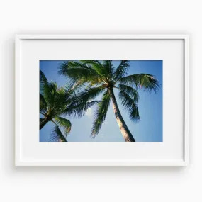 Blue Palm