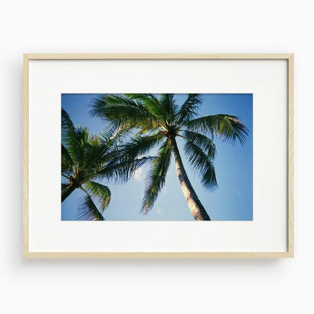 Blue Palm