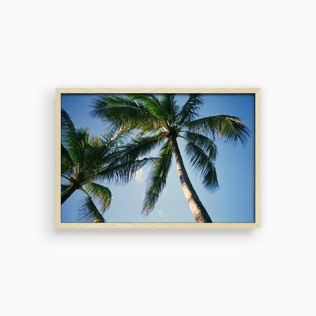 Blue Palm