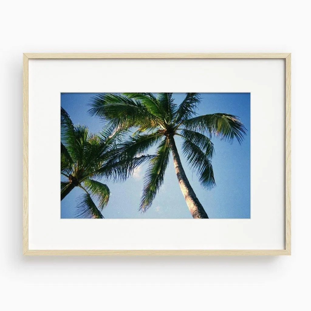 Blue Palm