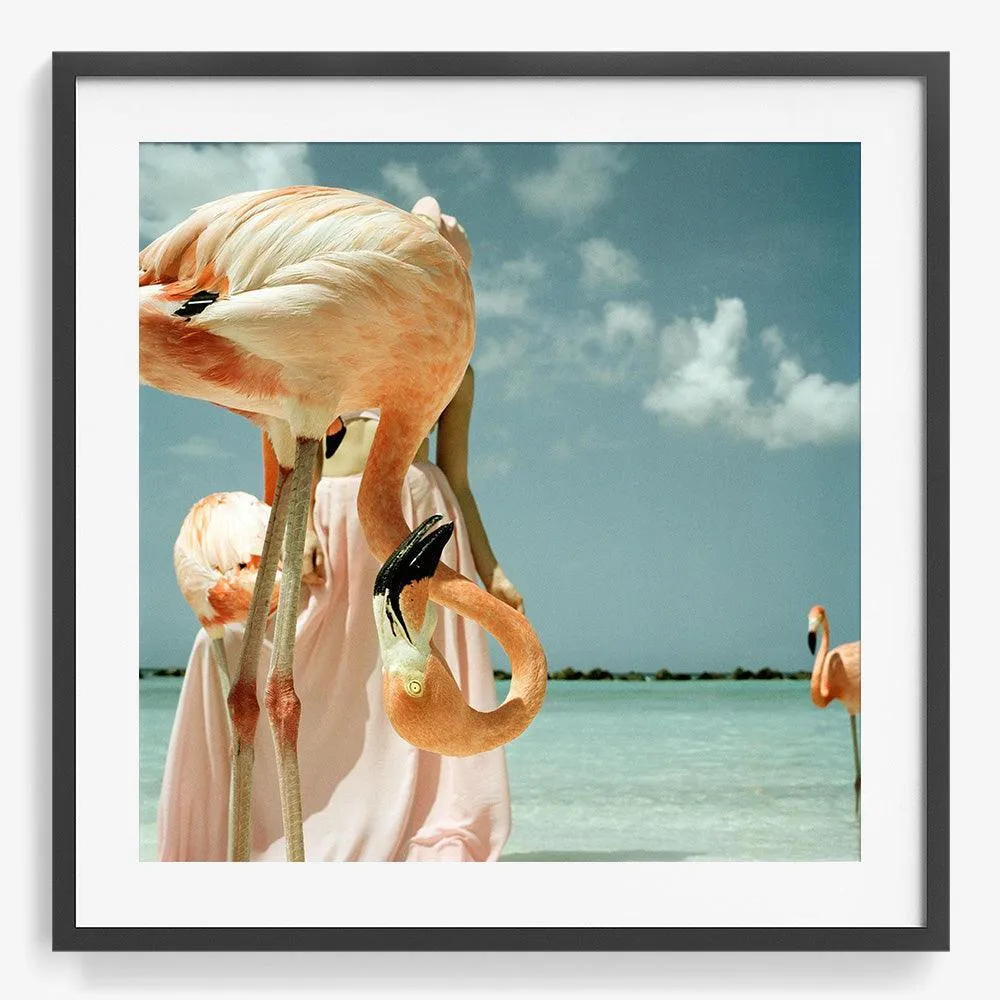 Flamingo 1