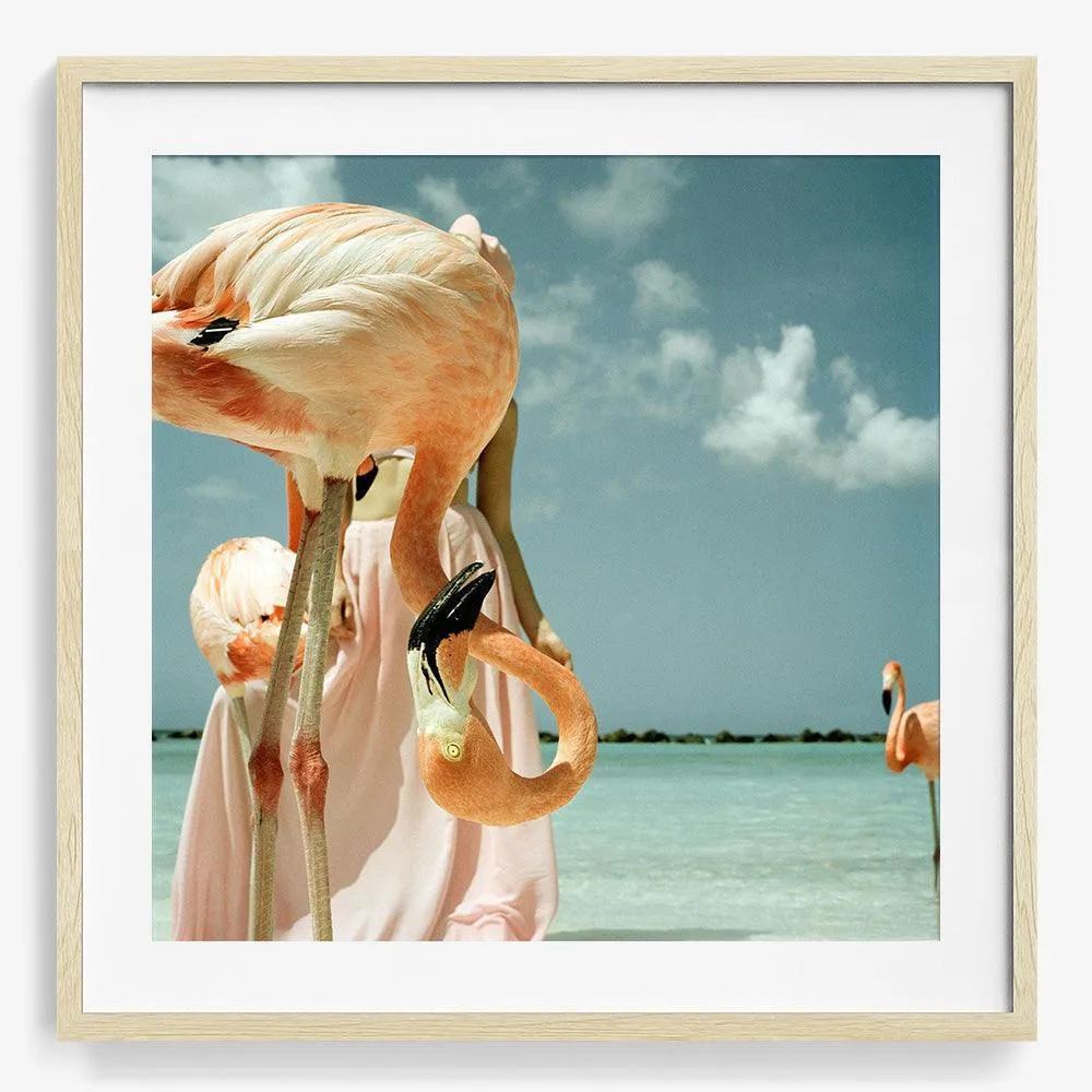 Flamingo 1