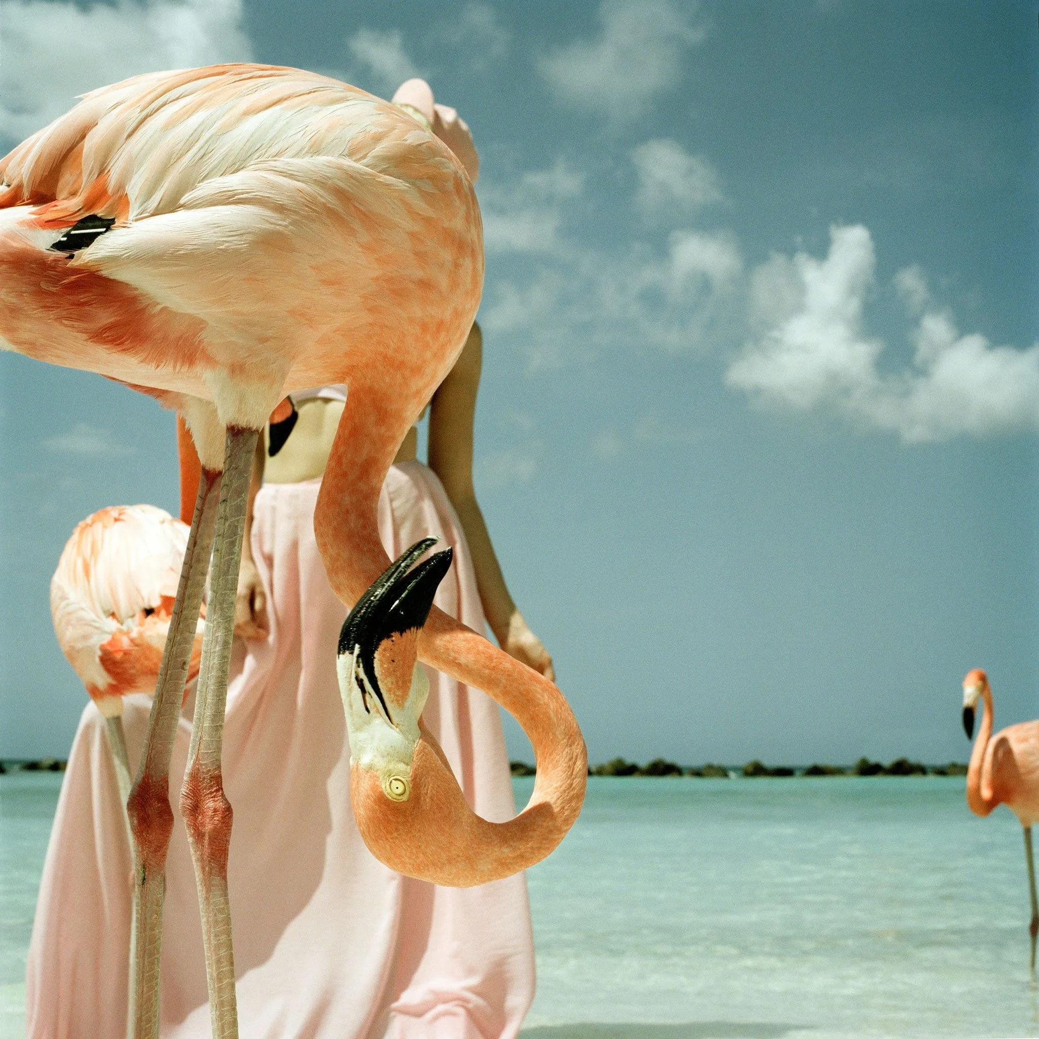 Flamingo 1