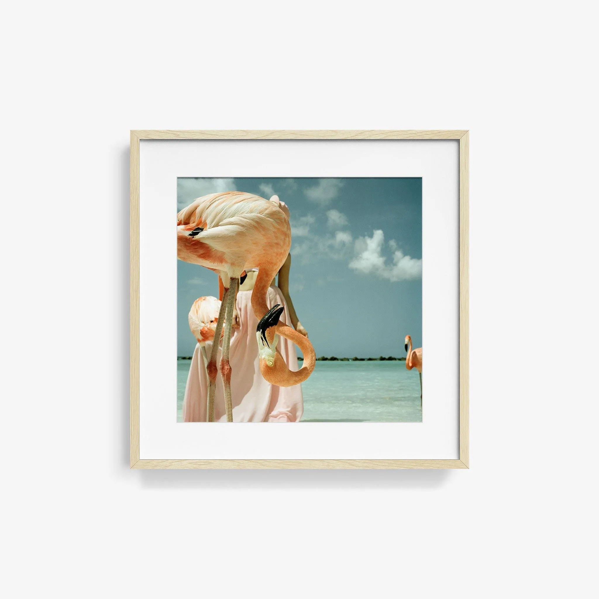 Flamingo 1
