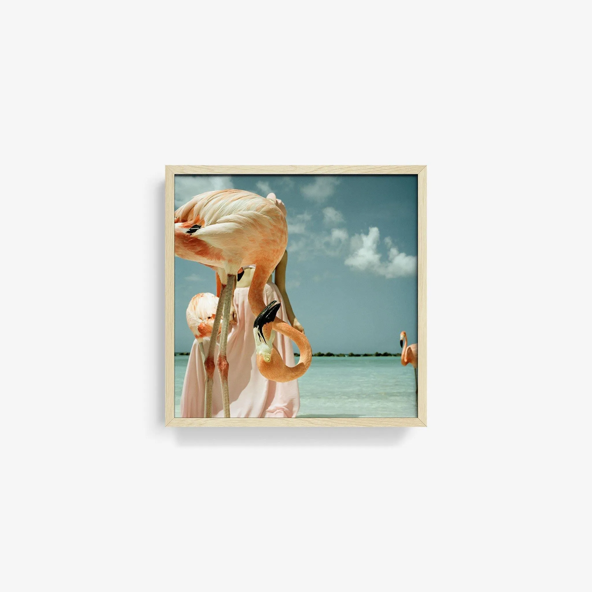Flamingo 1