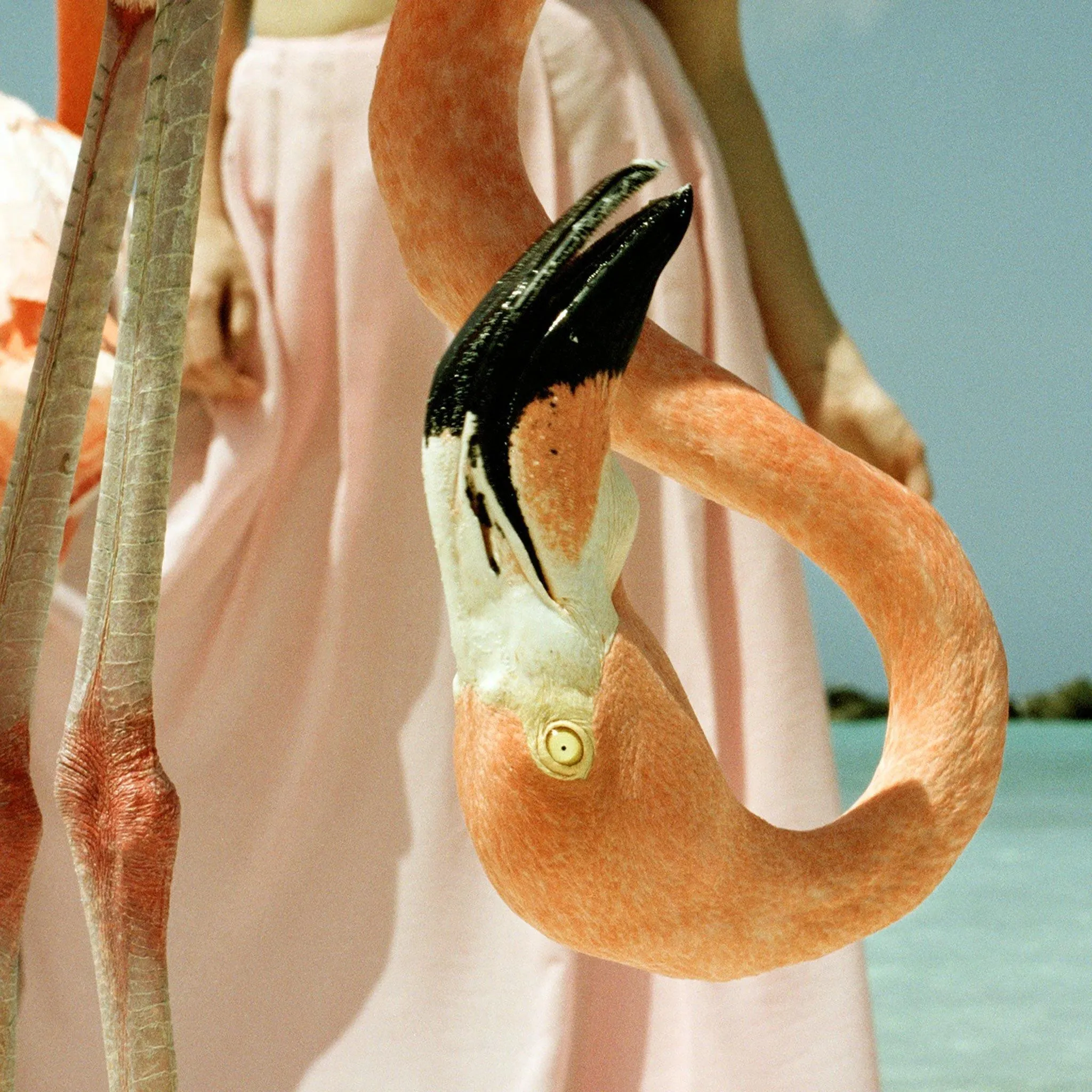 Flamingo 1