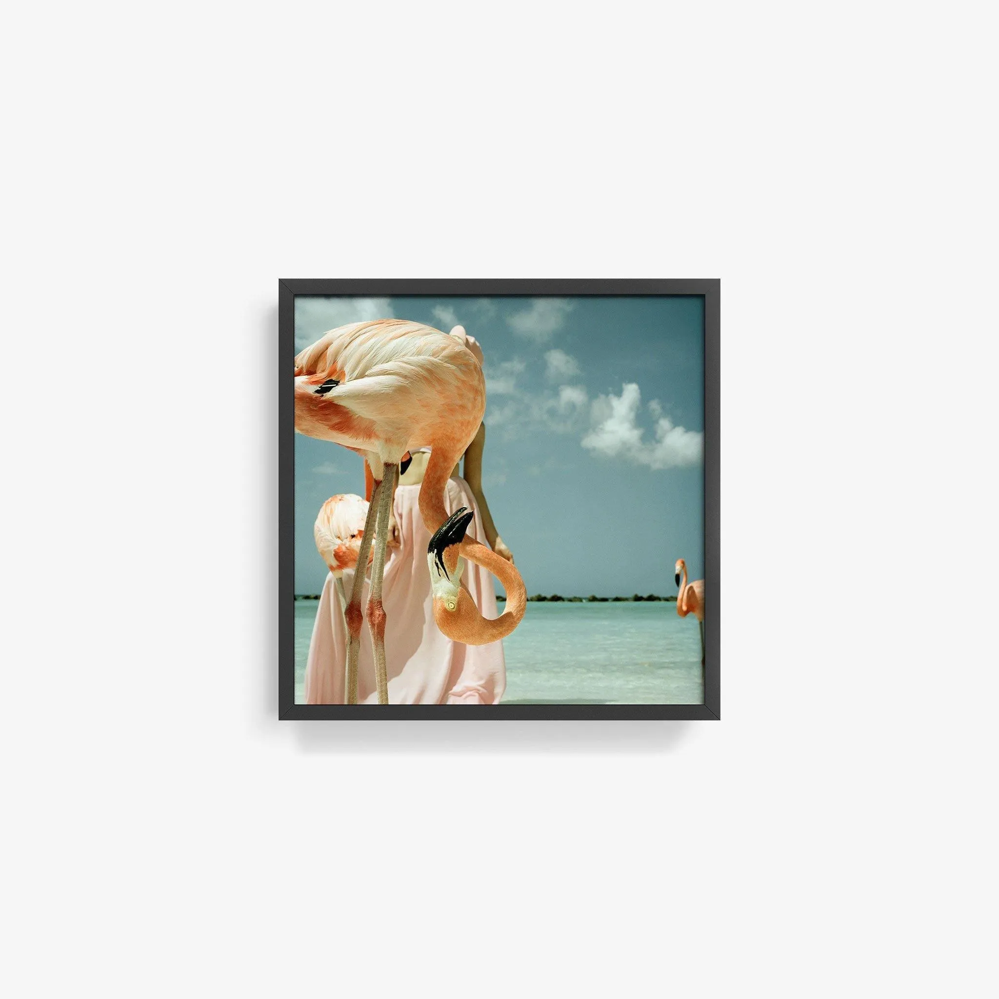 Flamingo 1