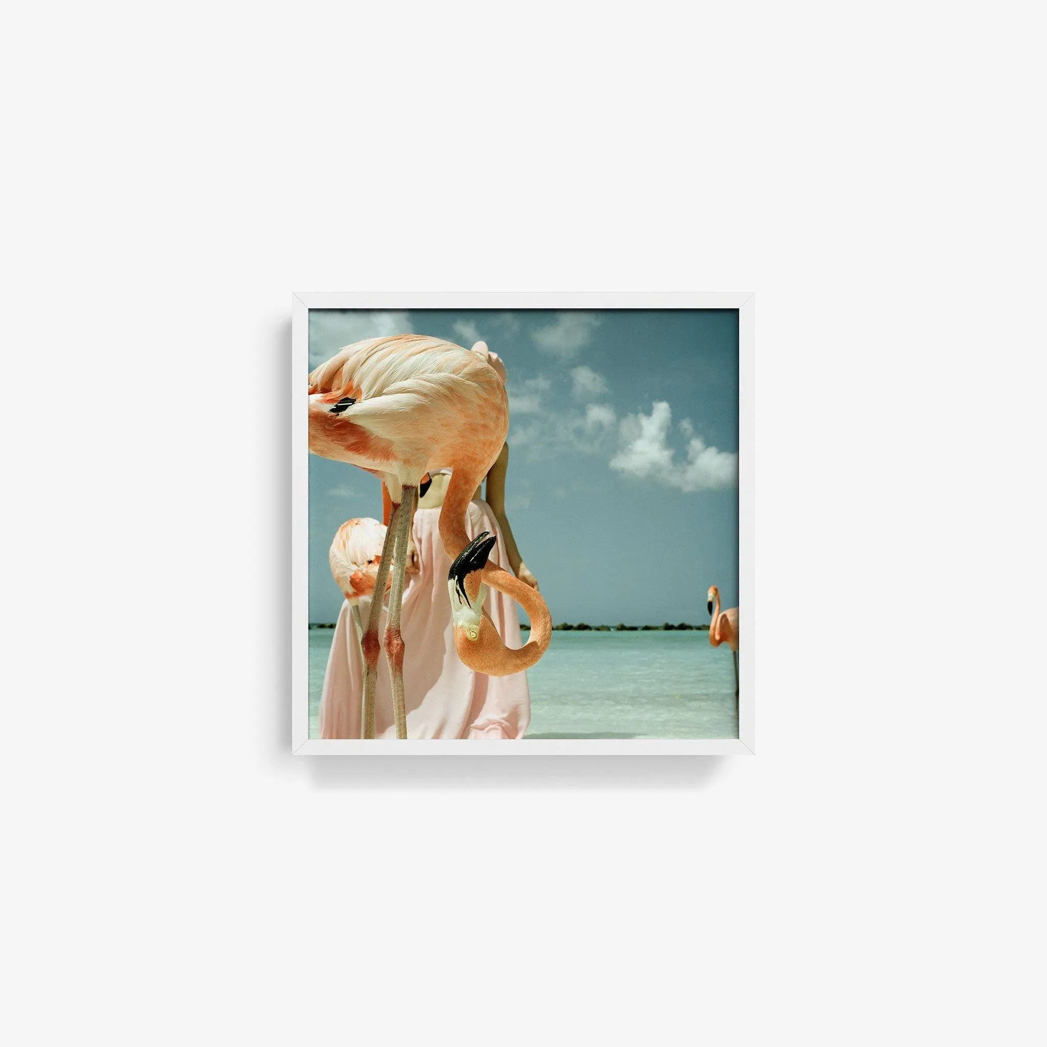 Flamingo 1