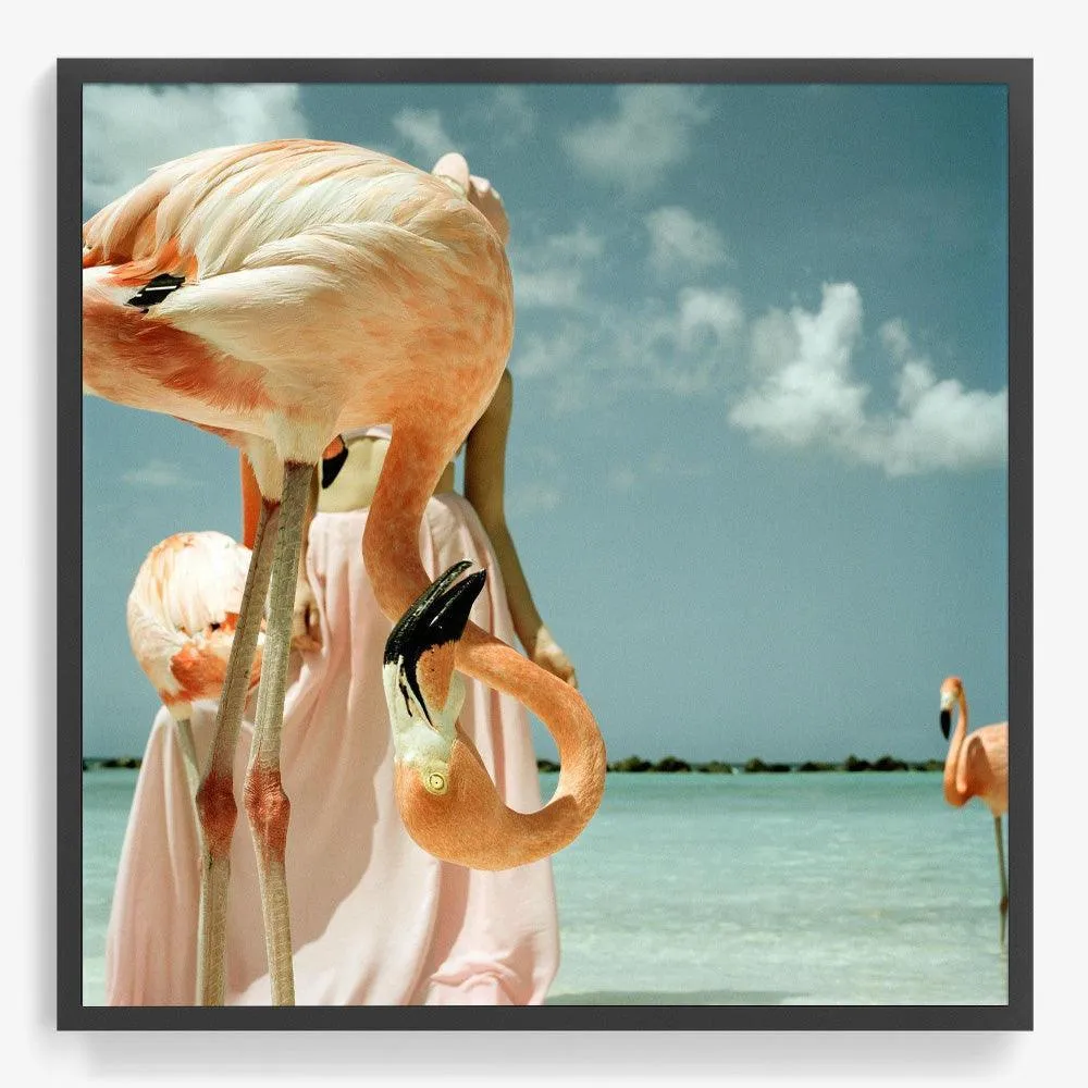 Flamingo 1