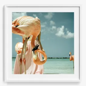 Flamingo 1