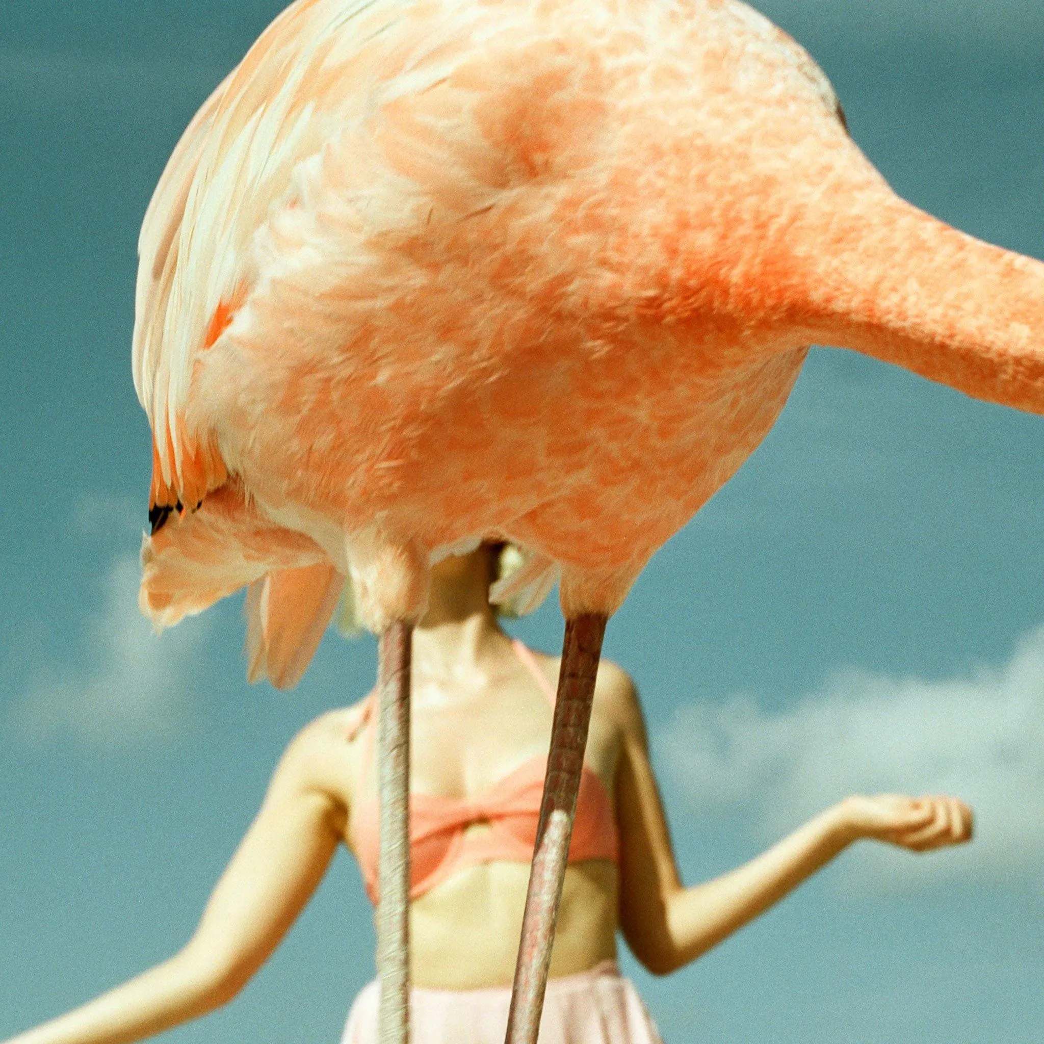 Flamingo 2