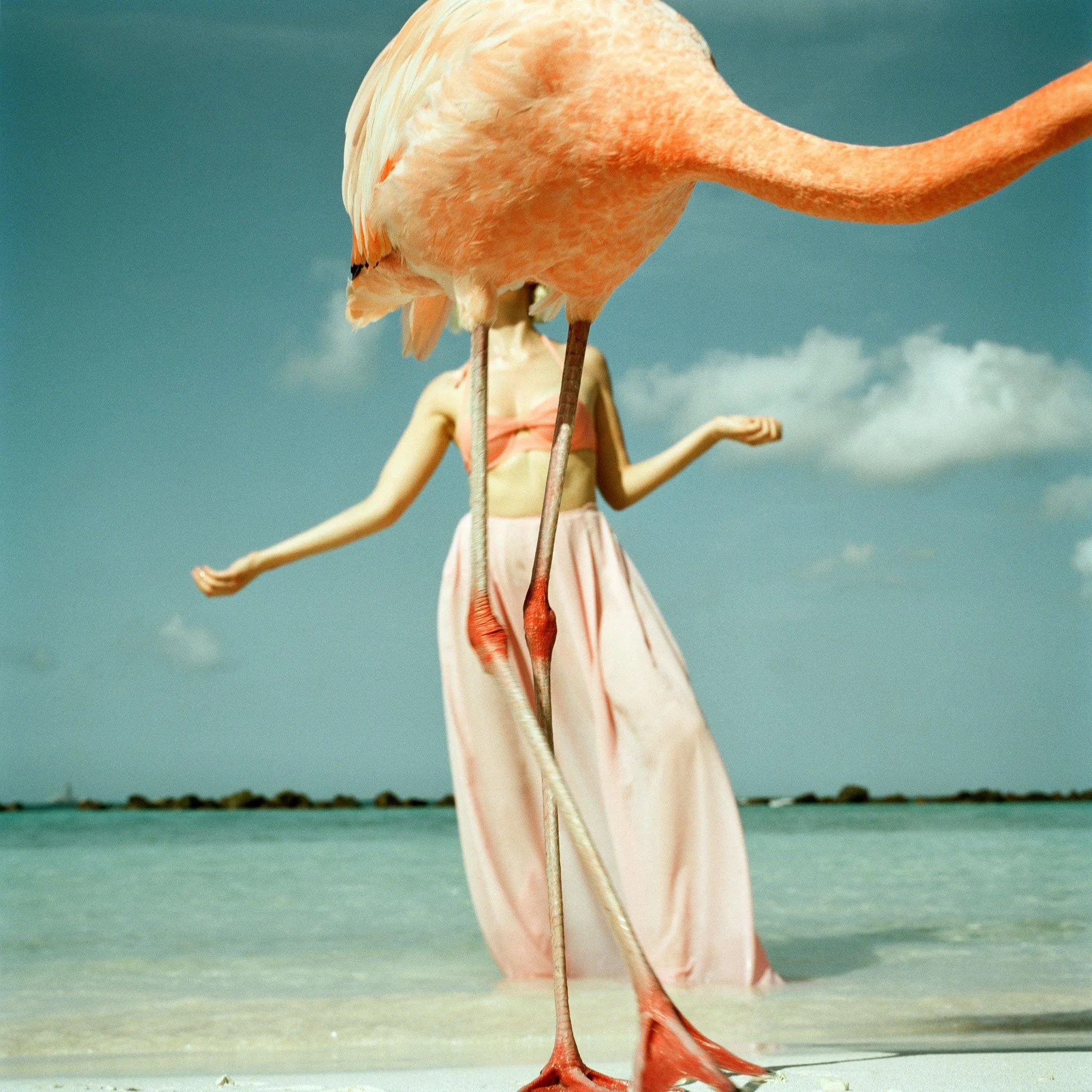 Flamingo 2